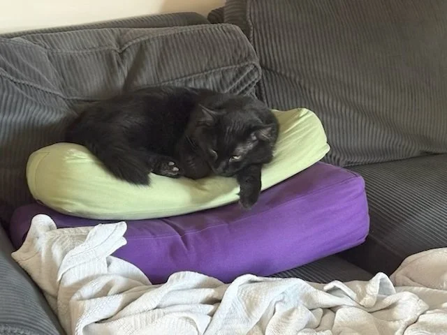 Toby1.jpg