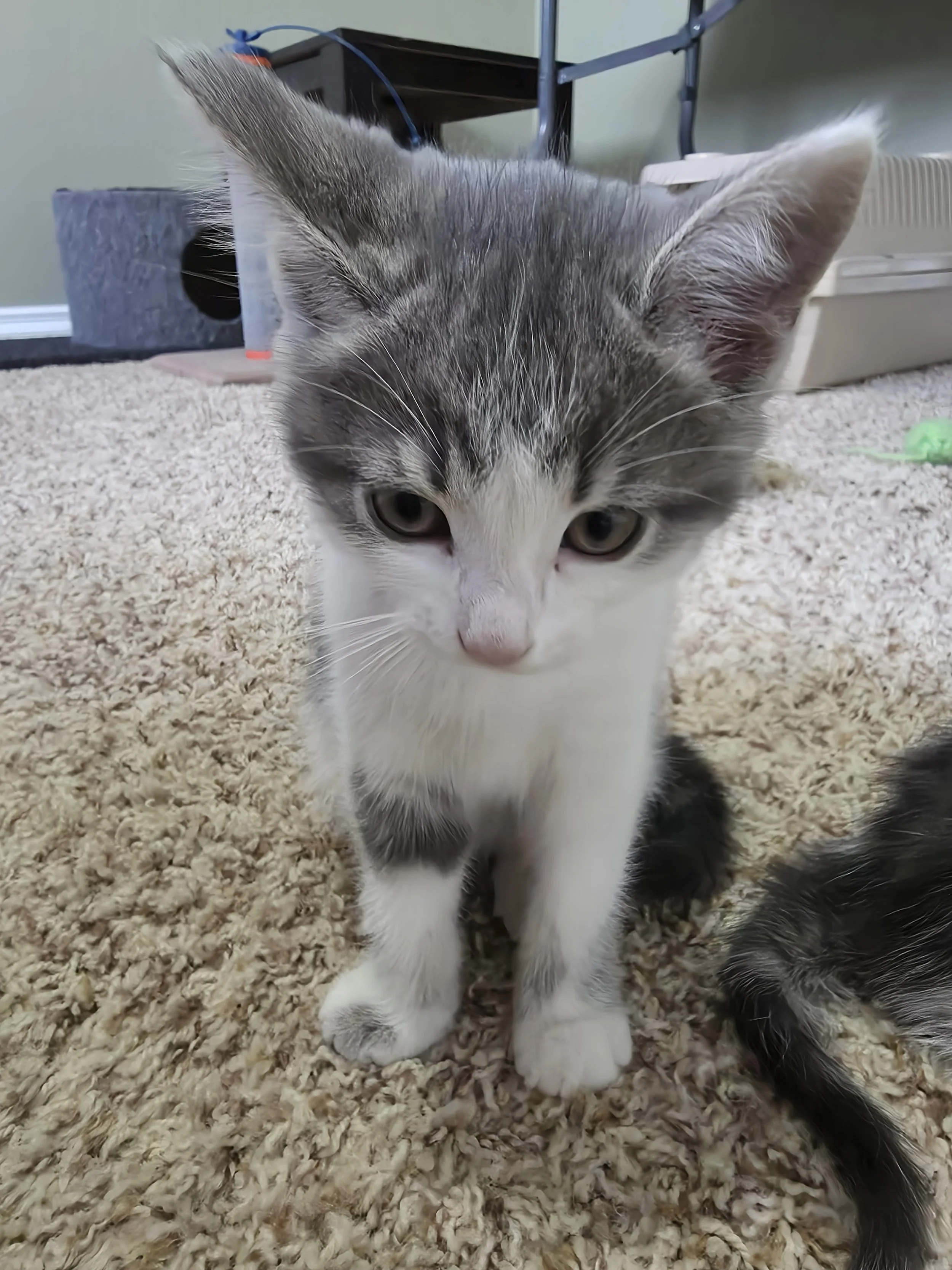 Toebean 2.jpg