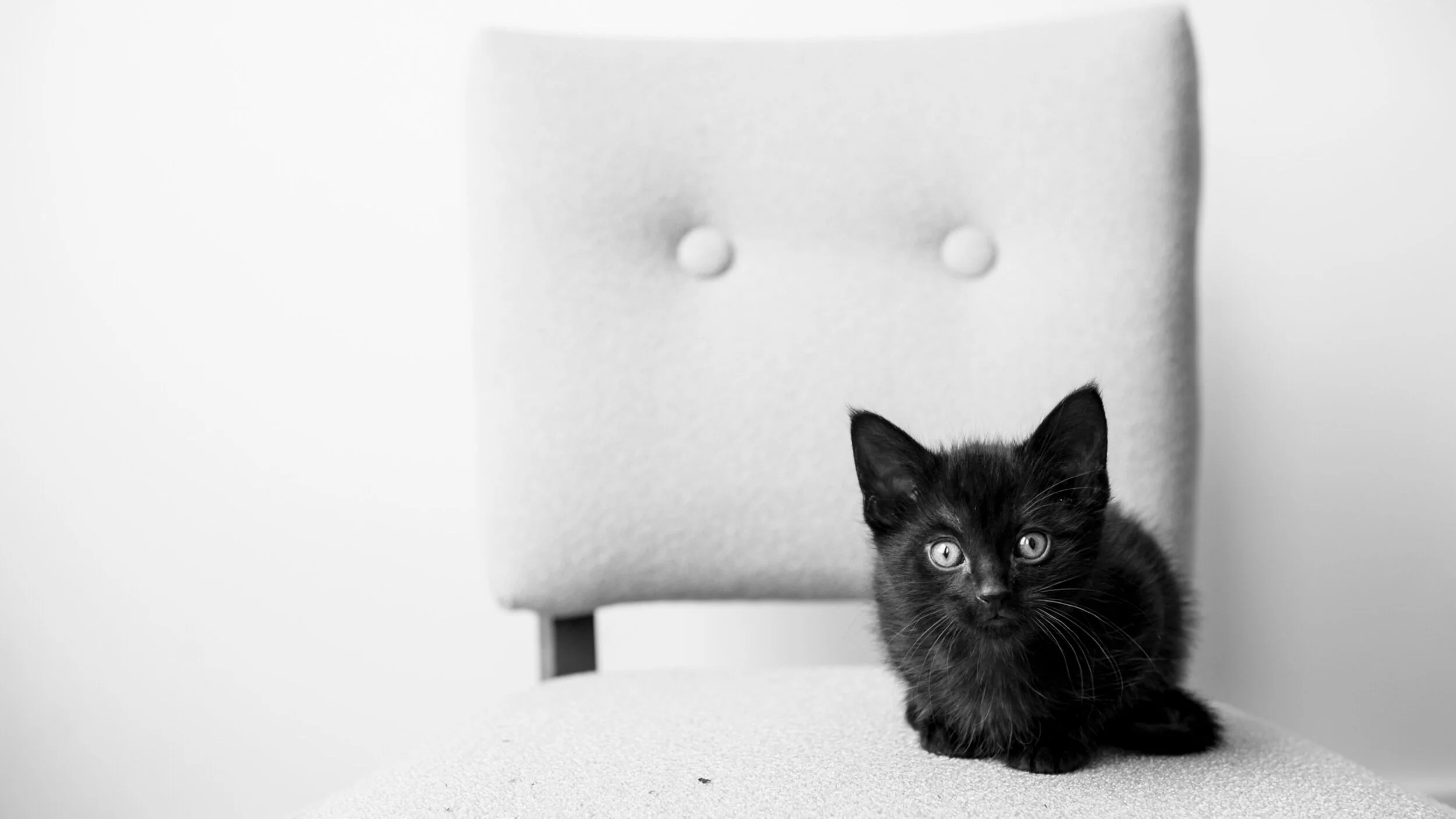 SCAT Street Cat Rescue