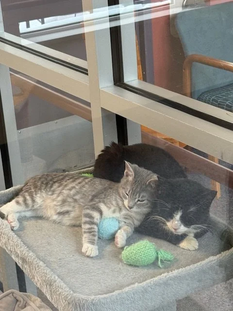 Sasha and Sully.jpeg