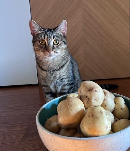 Yukon Gold Potato