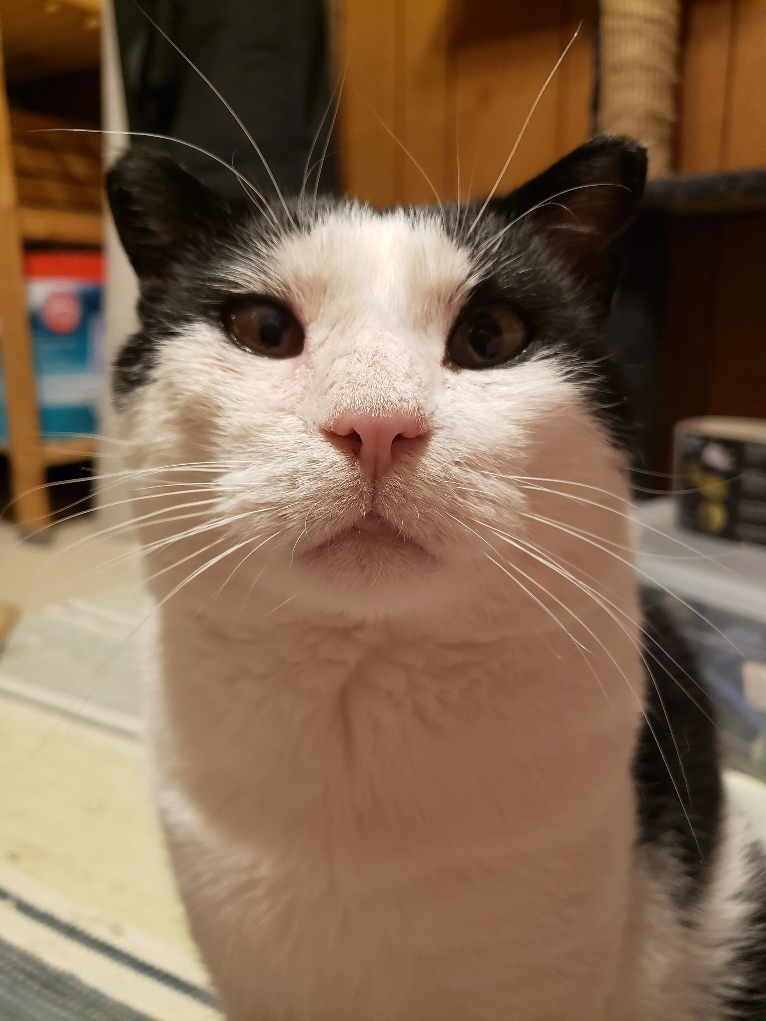 Diggory 4.jpg