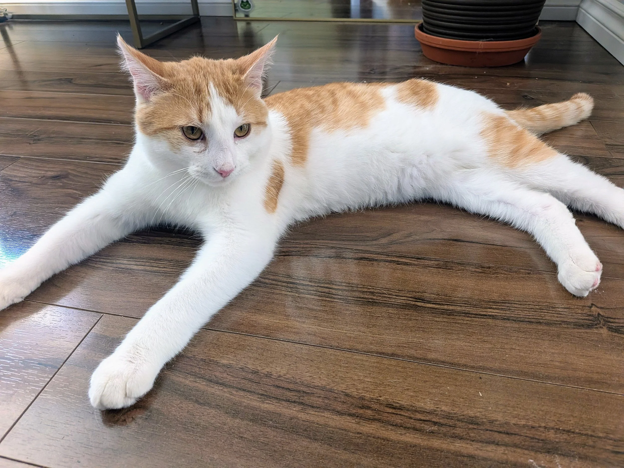 Rusty 3.jpg