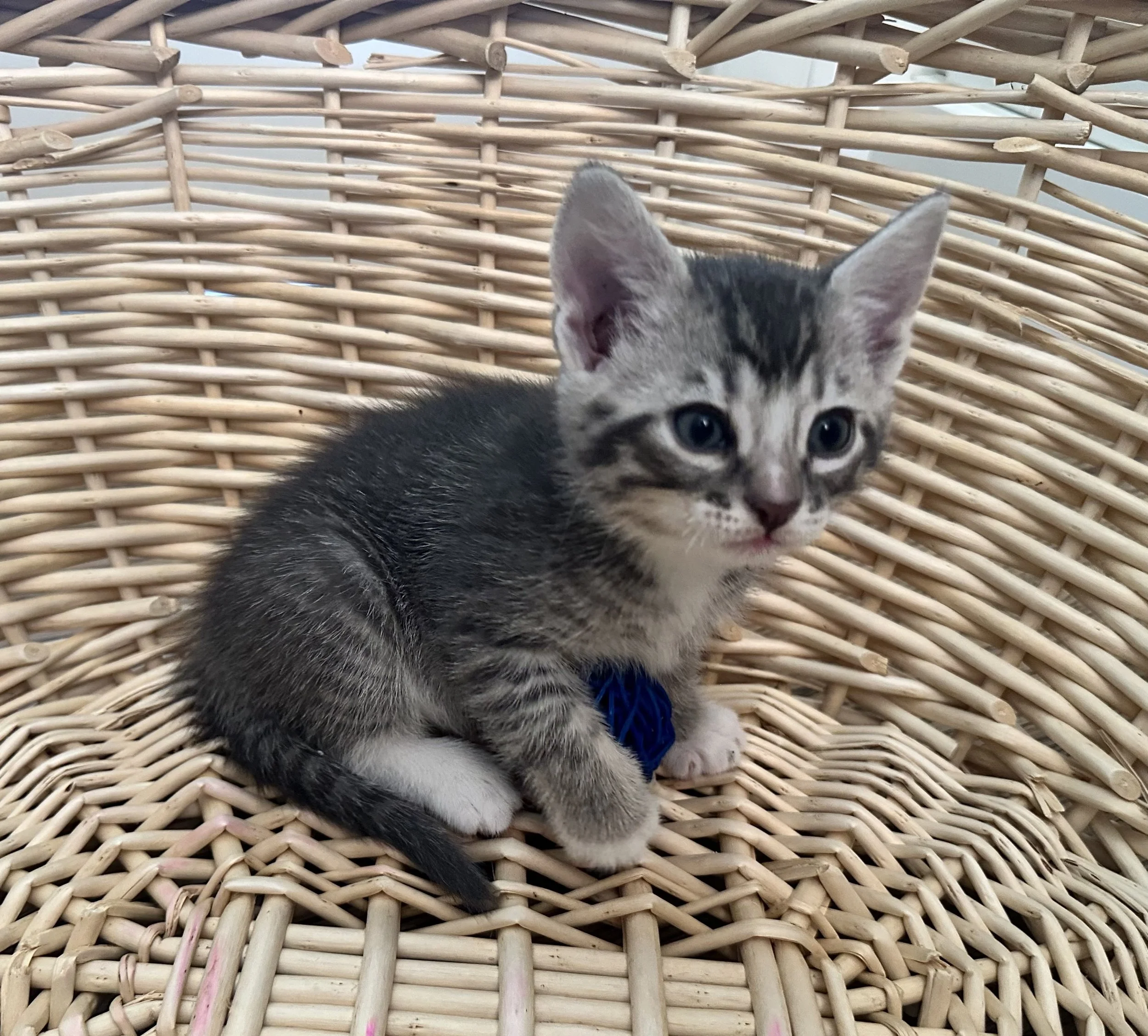 Little Leo (pending adoption)