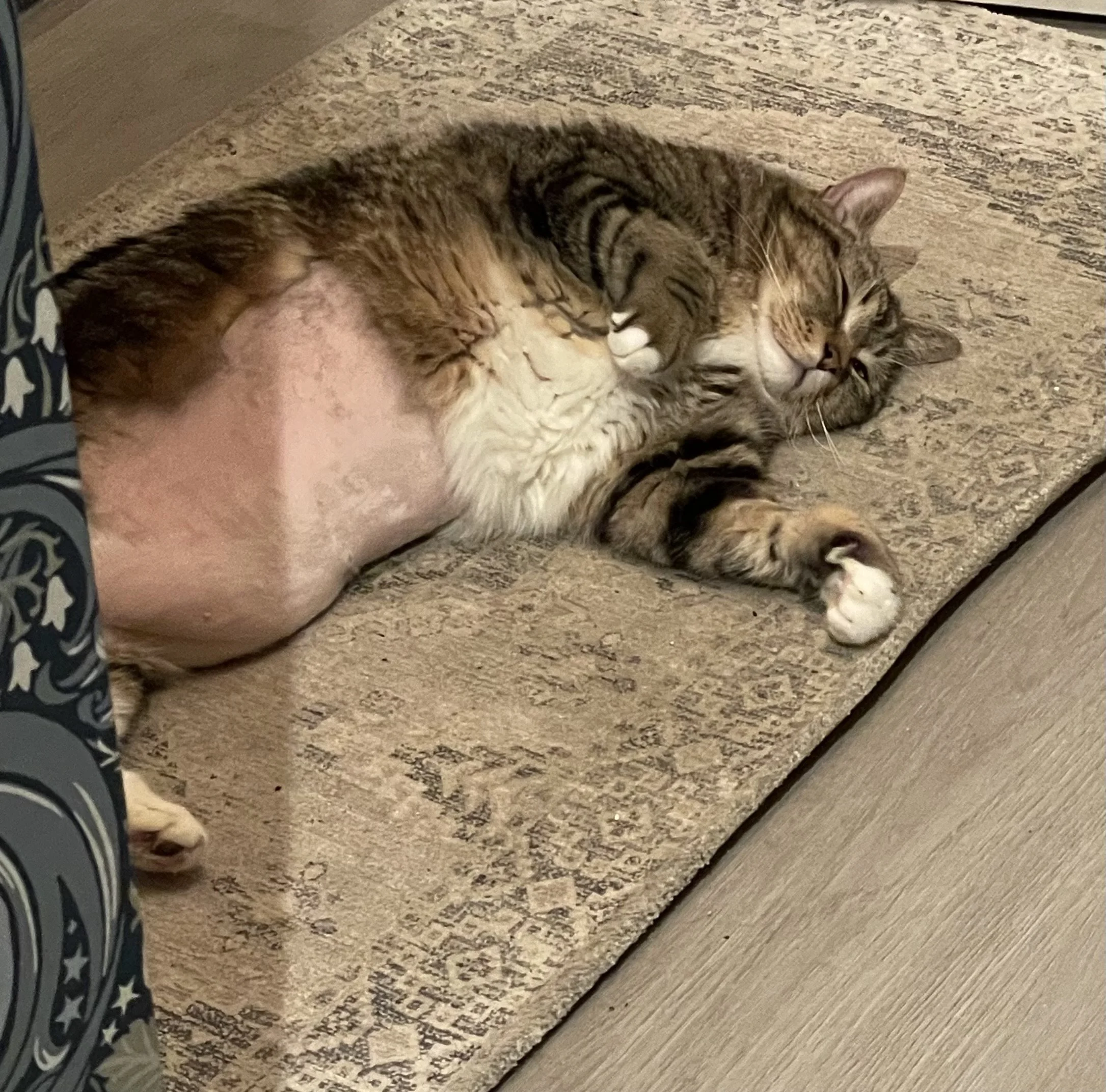 FatTony3.jpeg