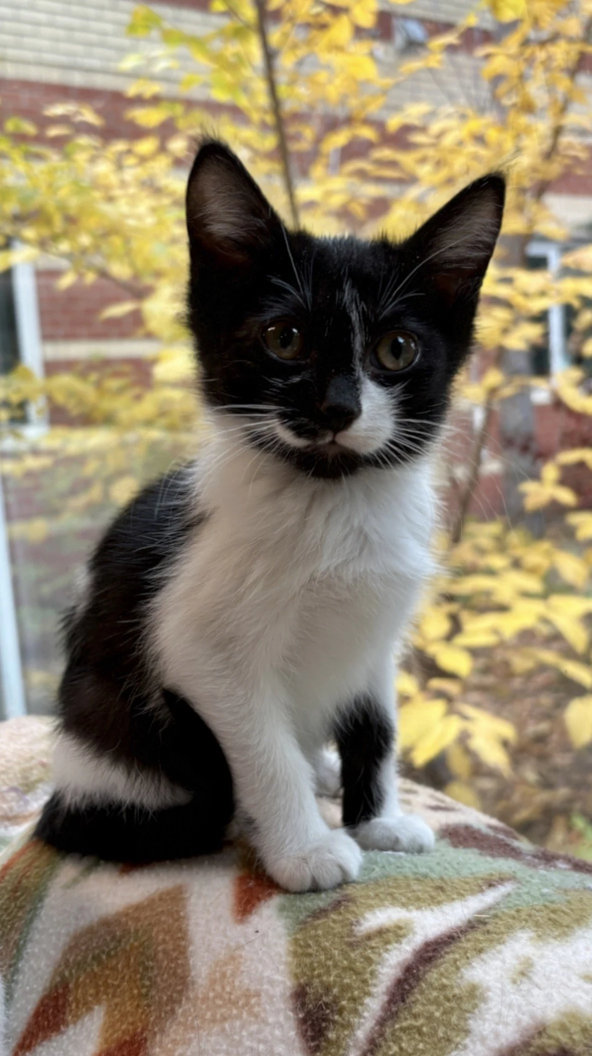 Tux3.jpg