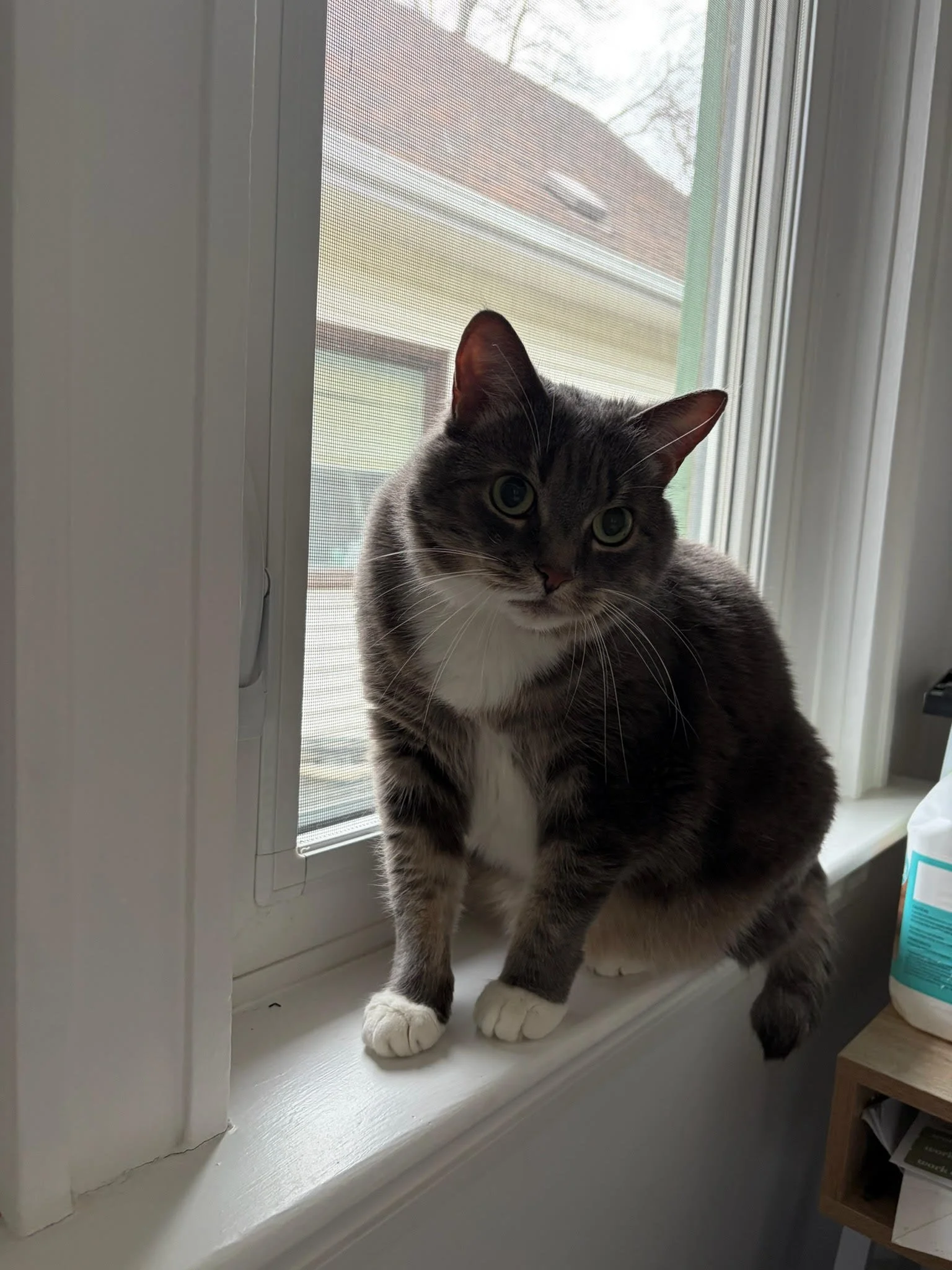 Vladdy-Boo3.jpg