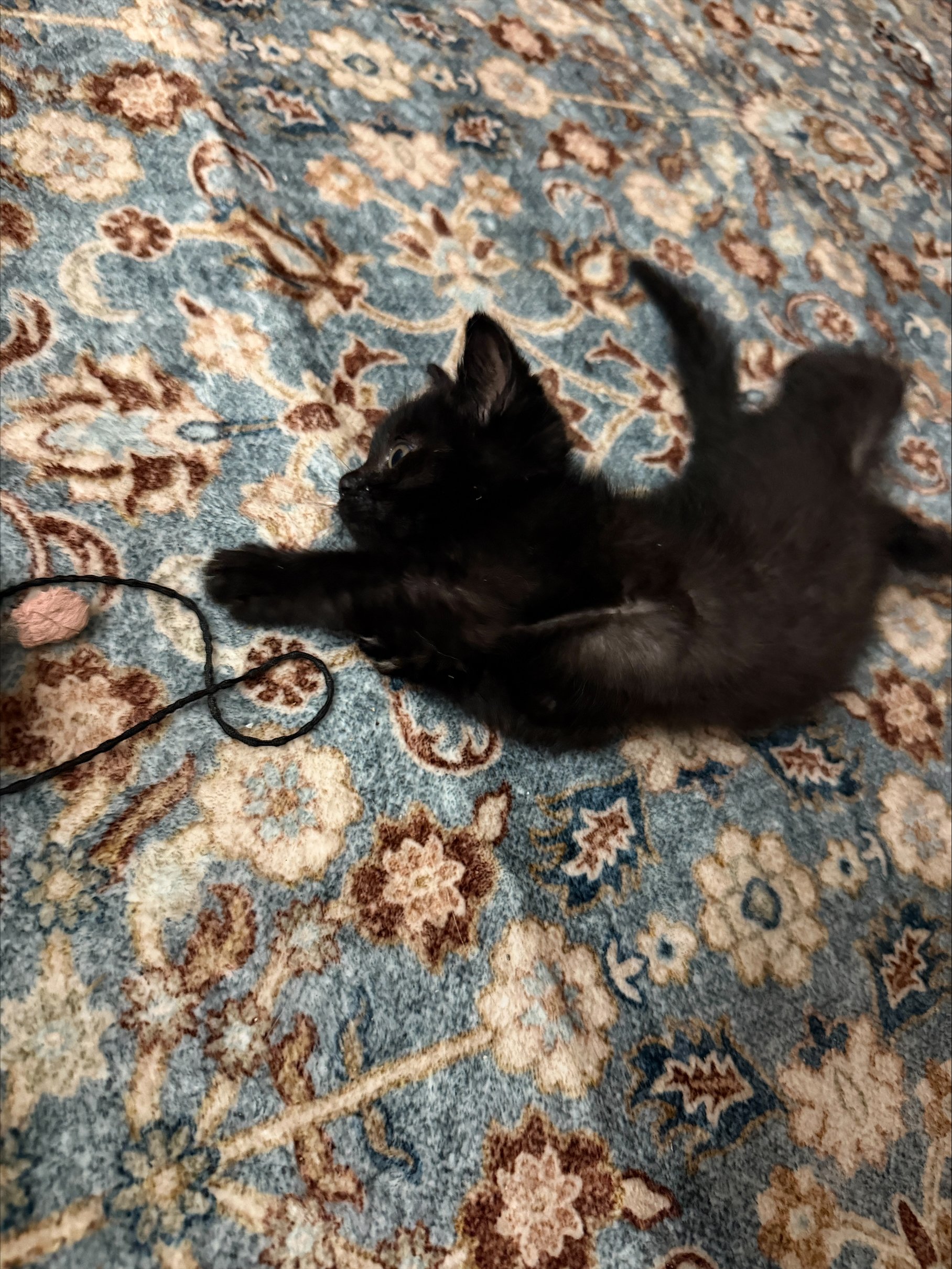 Zuko (2).jpeg