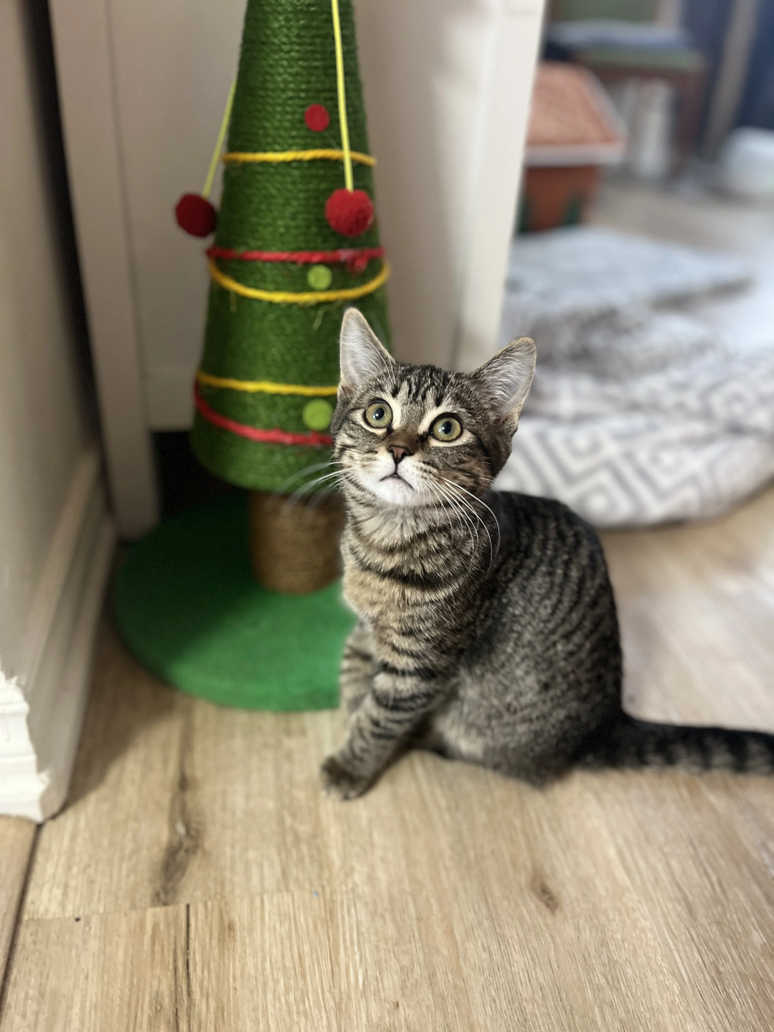 Lassi (pending adoption)