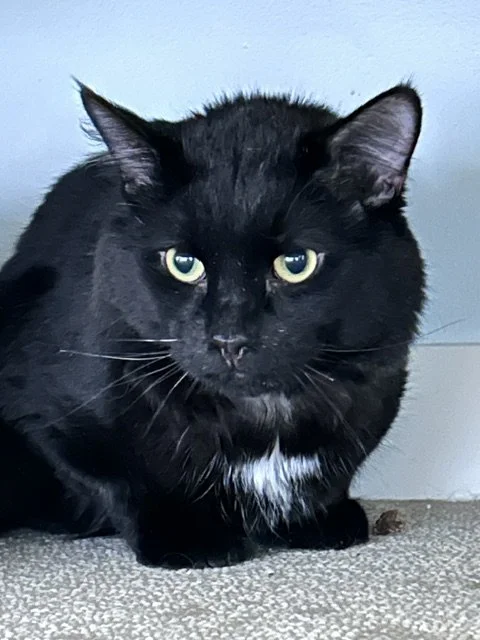 Toby3.JPEG