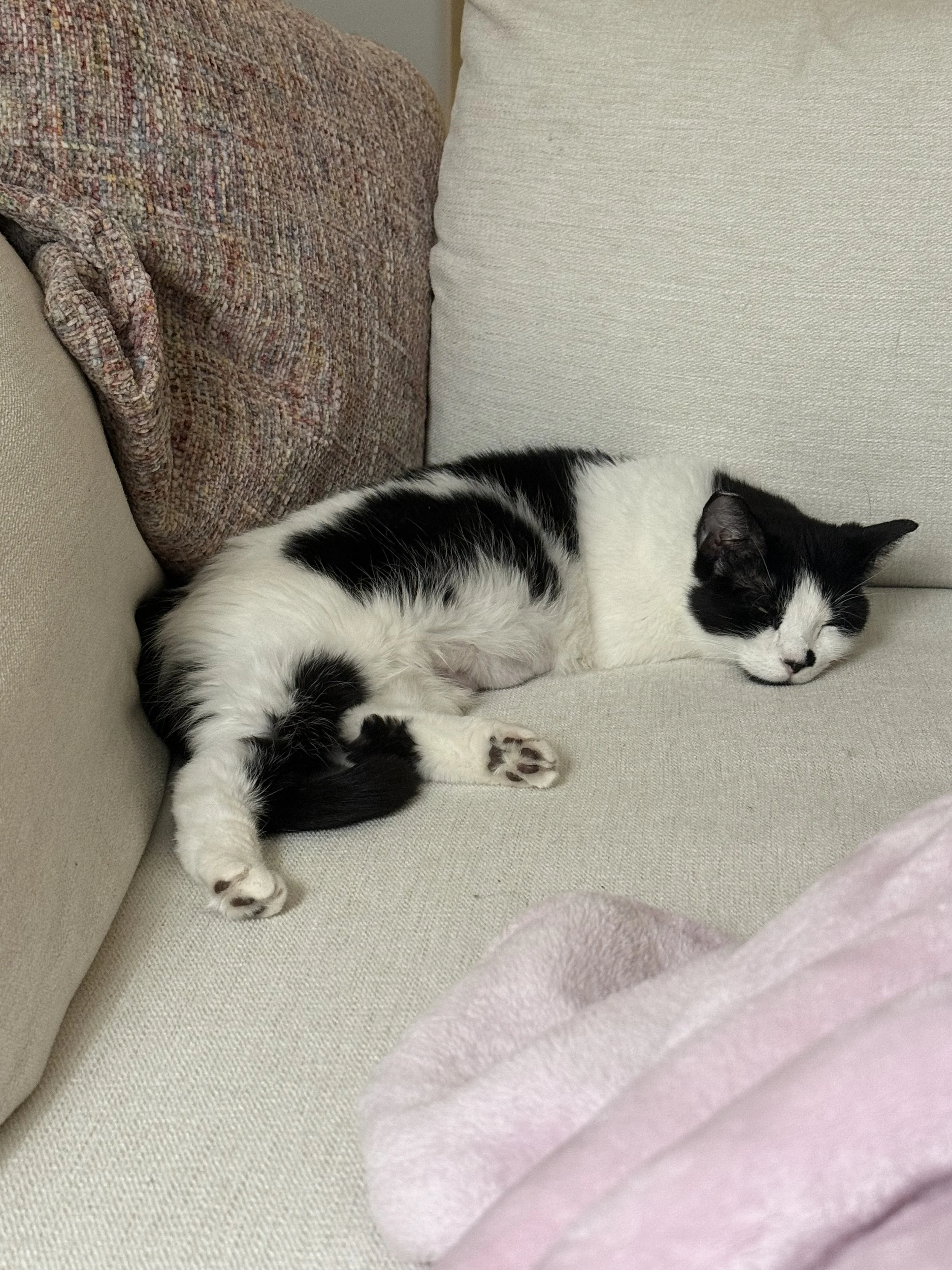 Delolly Purrton5.jpeg