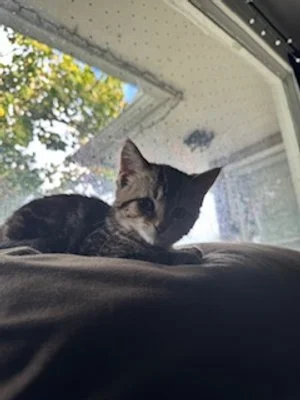 Miss Gremlin 4.jpeg