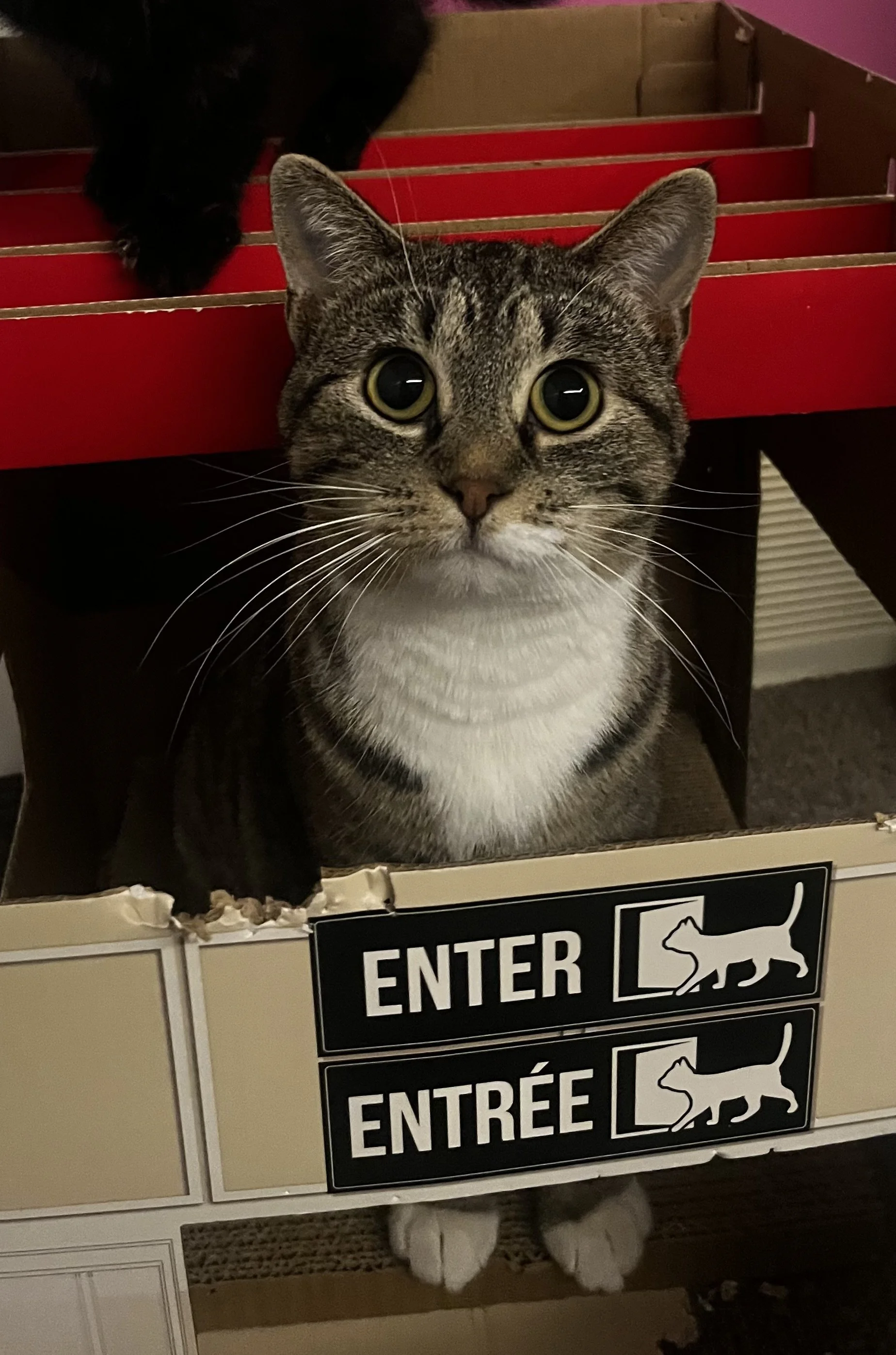 Solar Flare (2).jpeg