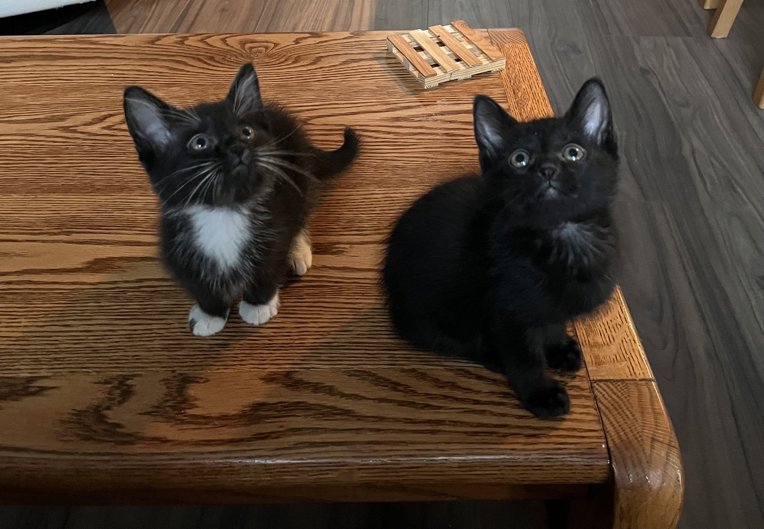 Cracker and Cookie.jpeg