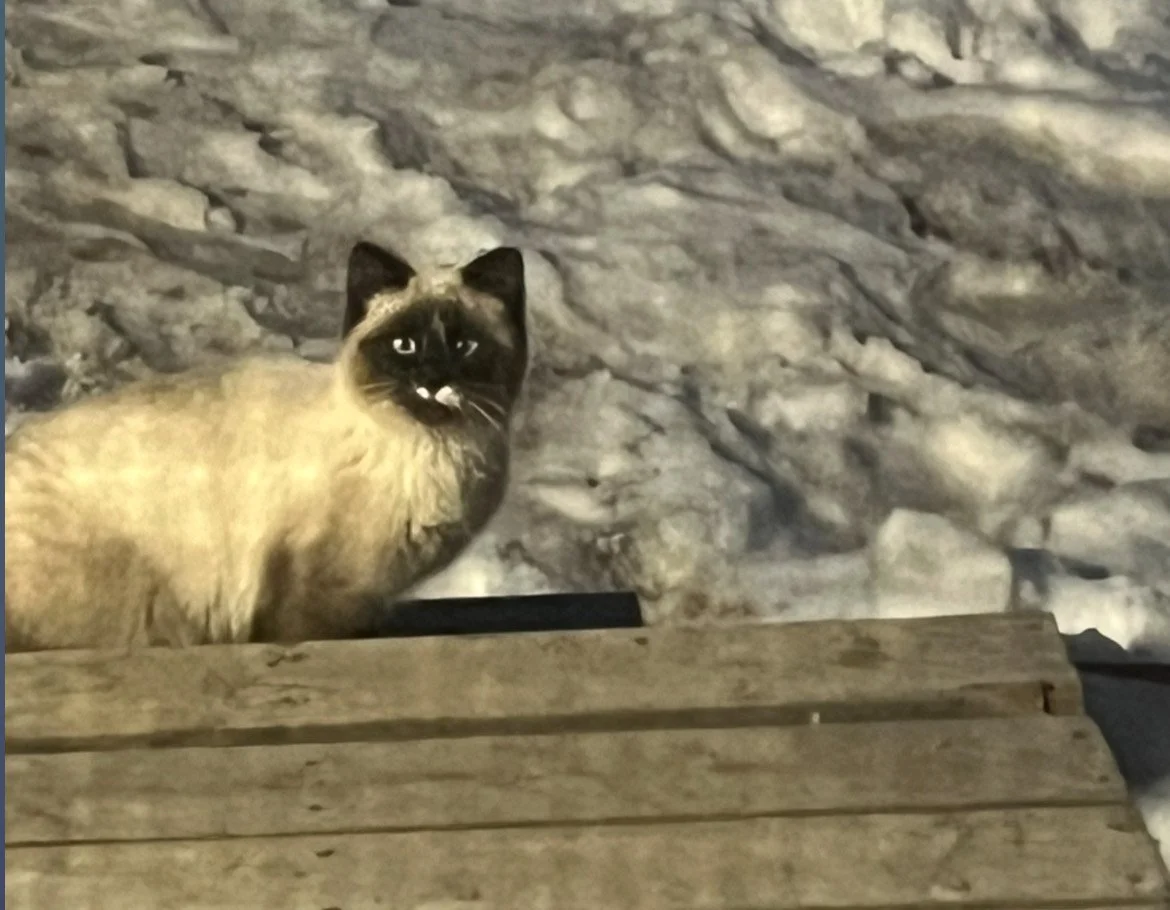 Albert (1).jpeg