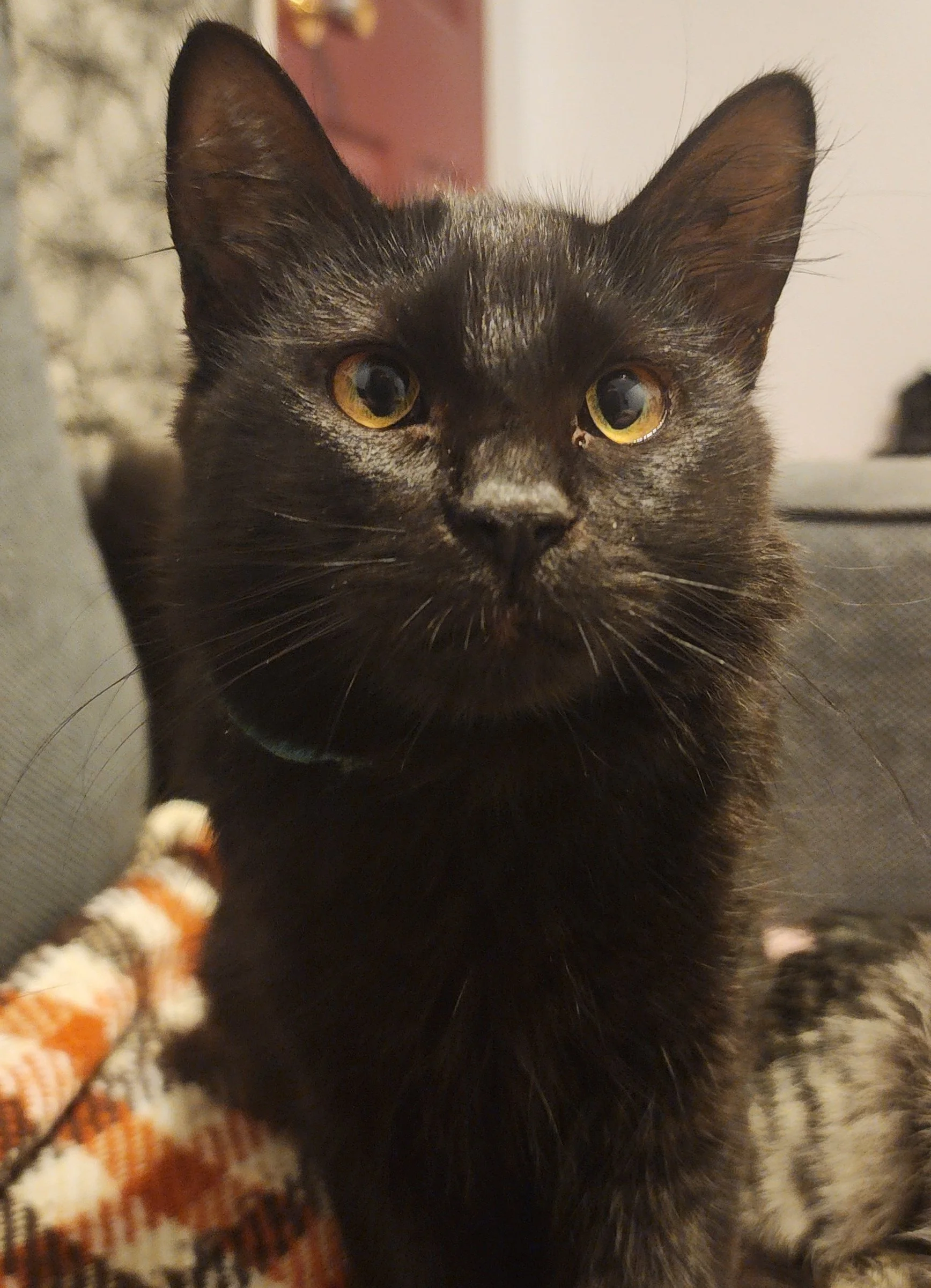 Figgy Pudding .jpg