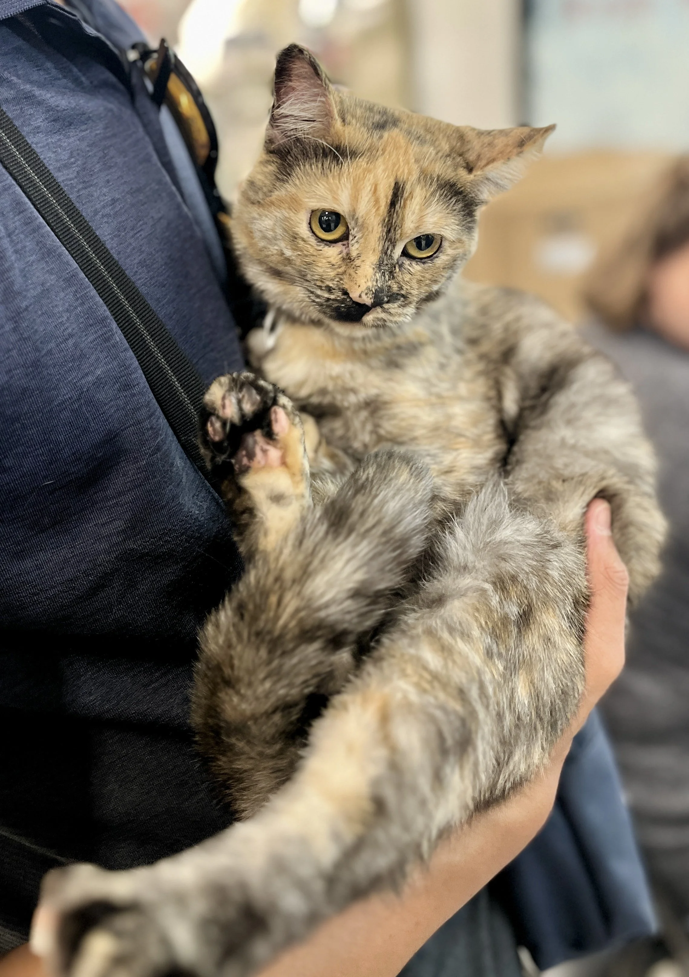 Kahlua (4).jpg