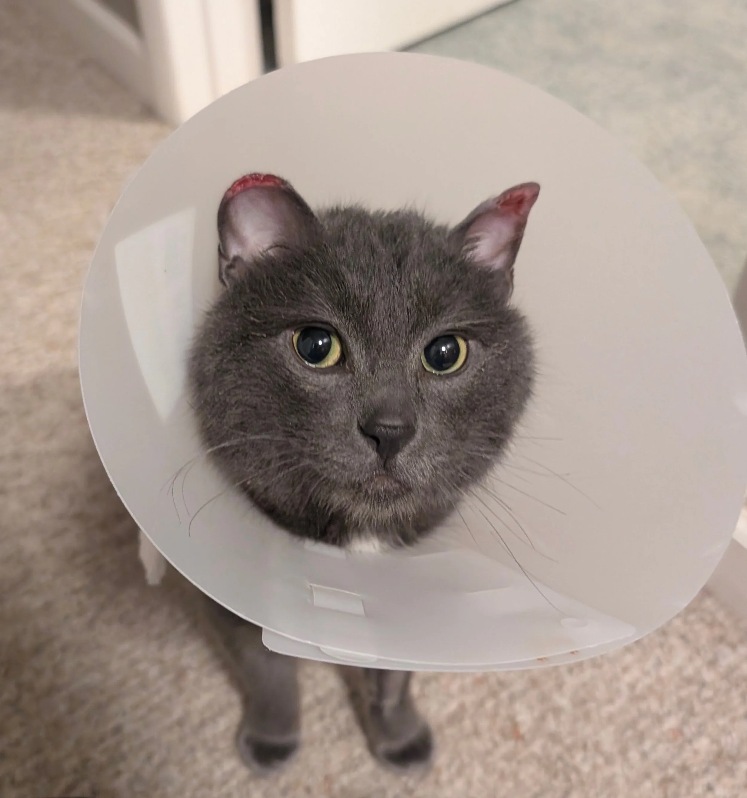 Forklift Certified 5.jpg