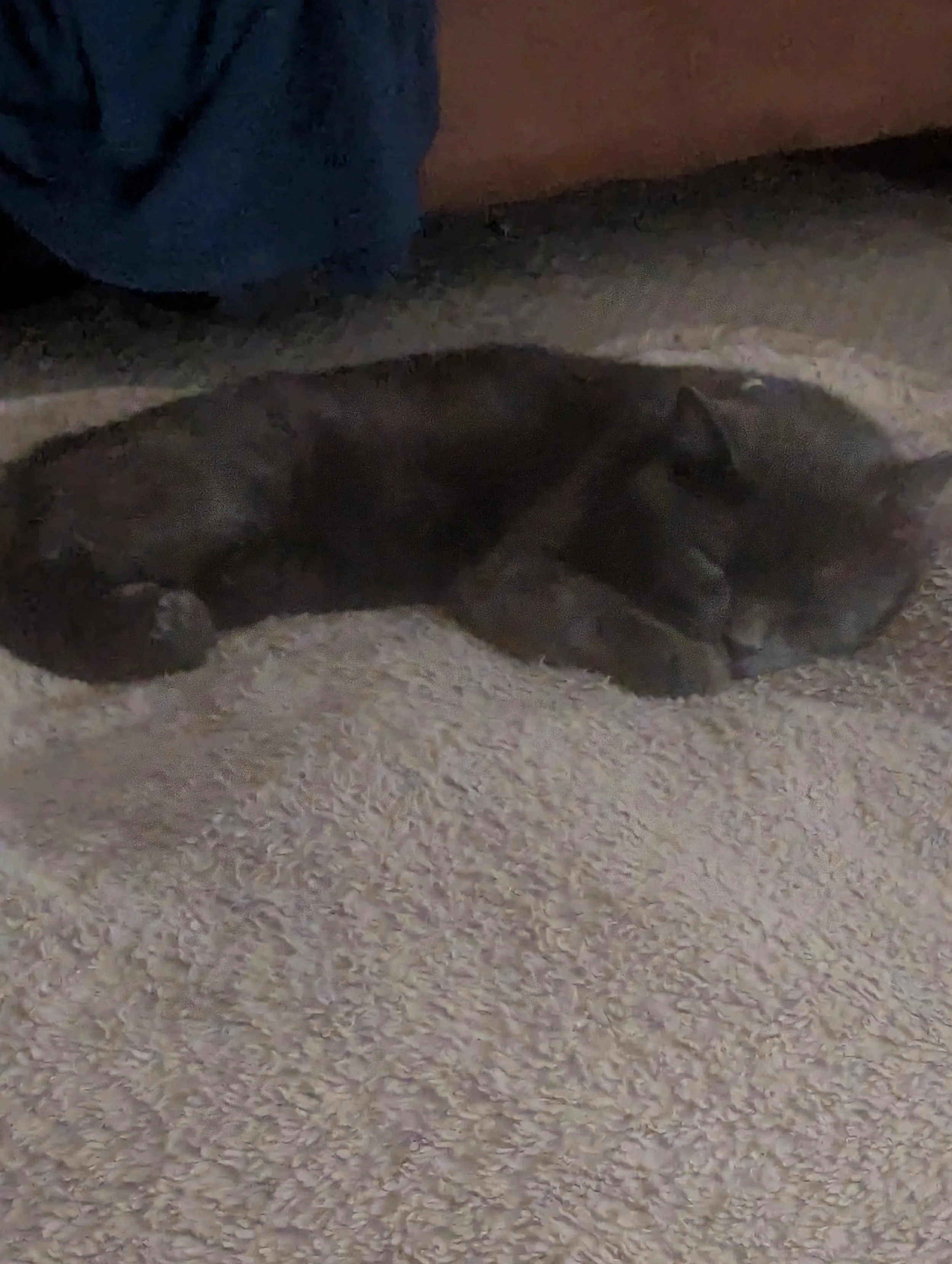 Jasper 3.jpg