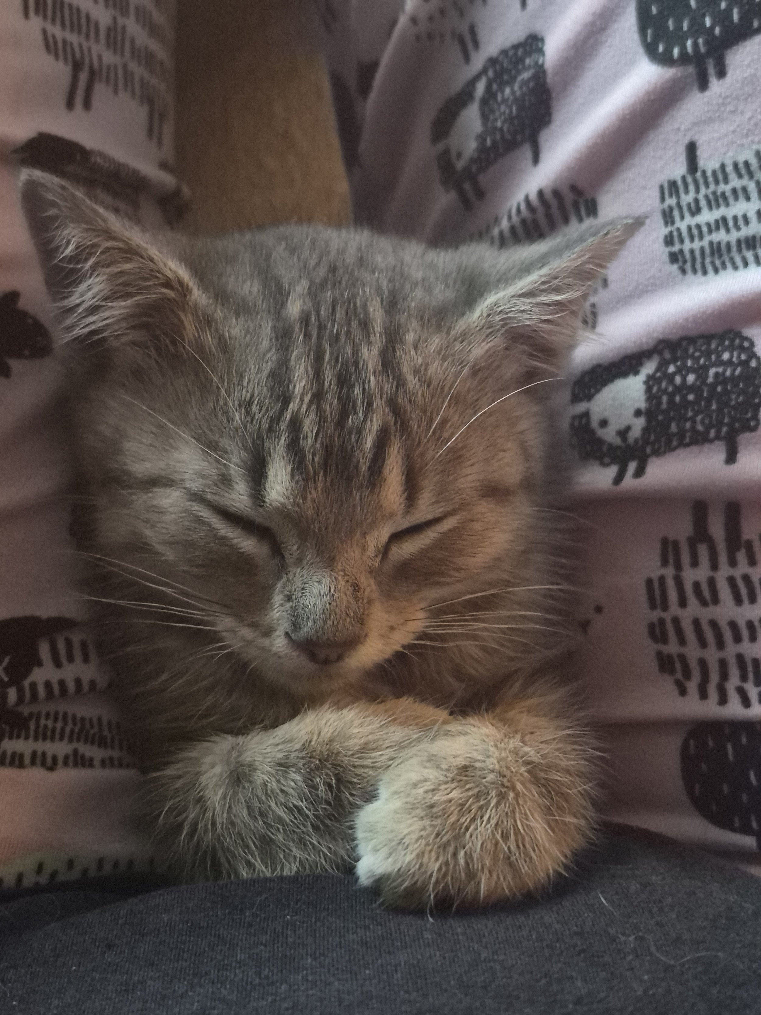 Ozzie (1).jpg