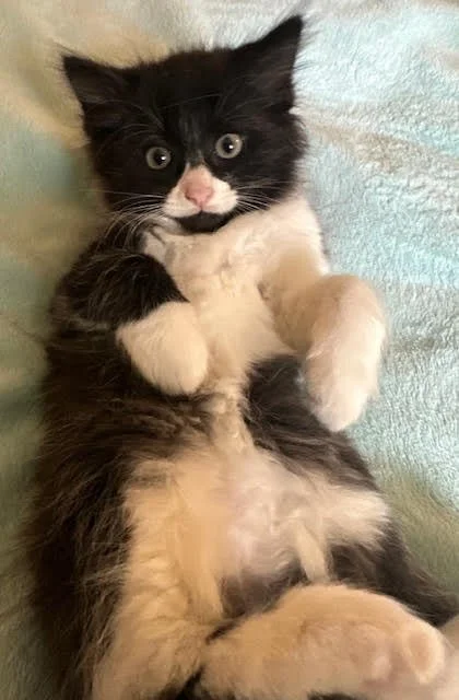 Nugget1.jpg