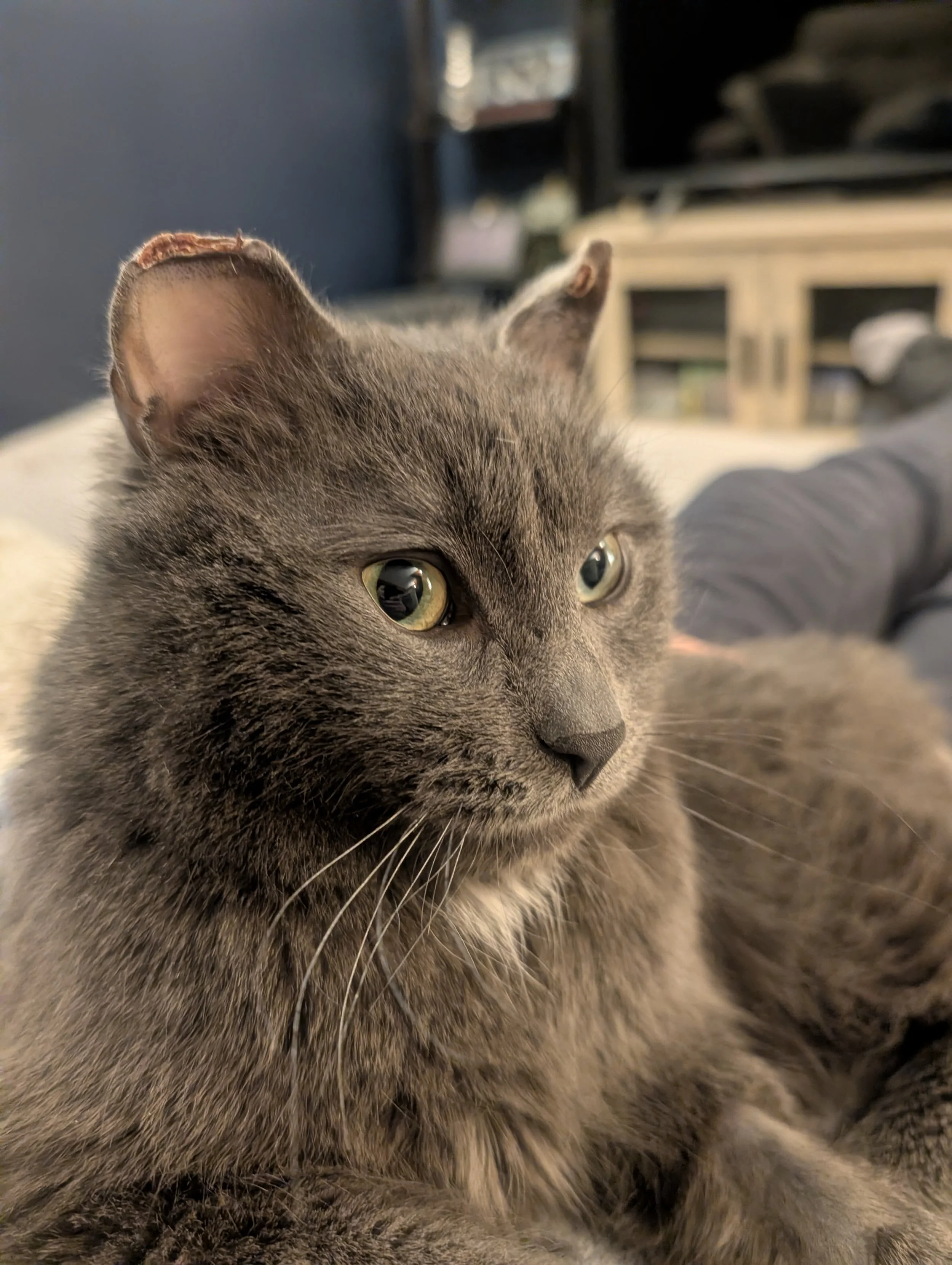 Forklift Certified 2.jpg