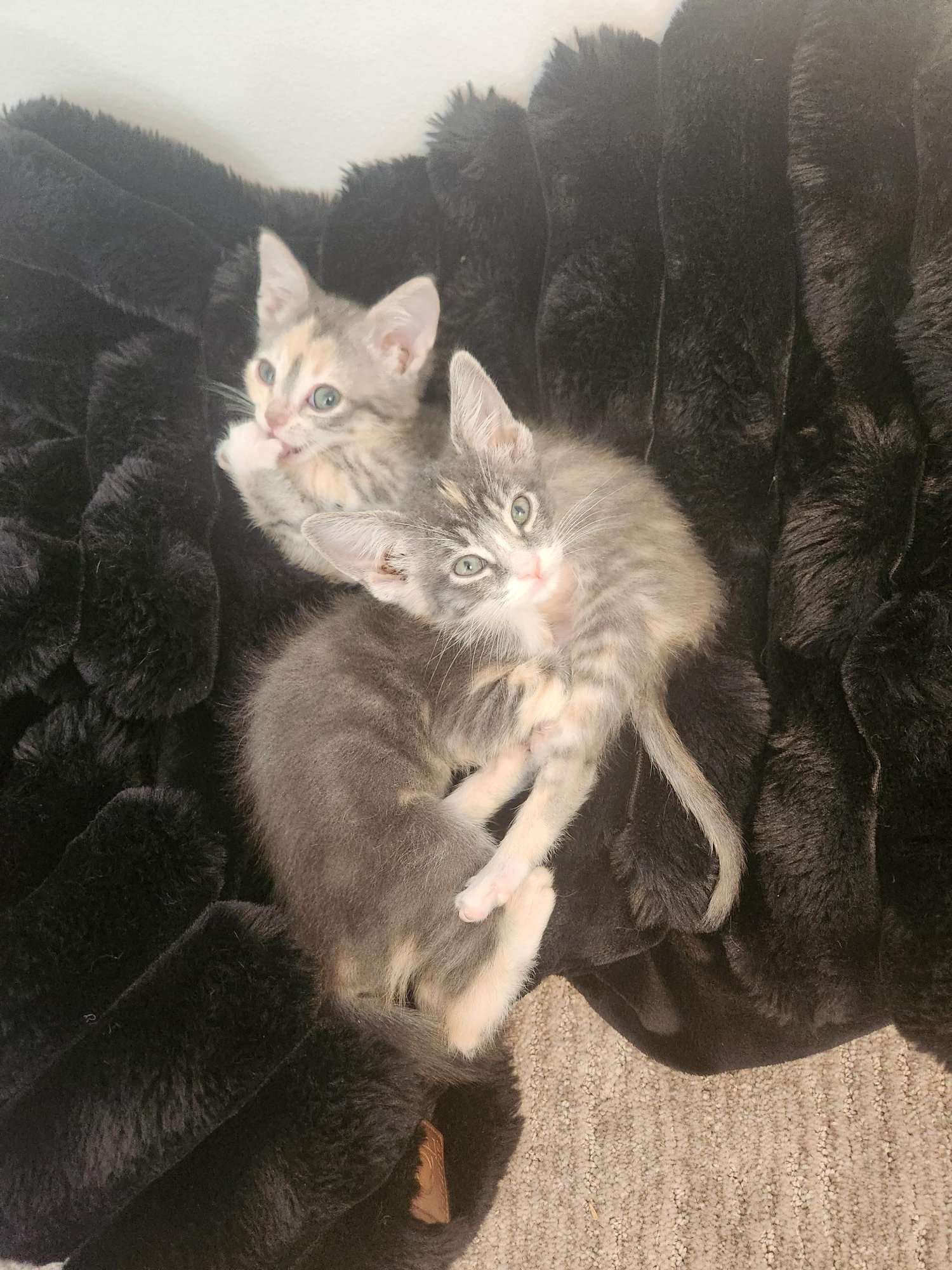 Matilda and Mollie5.jpg