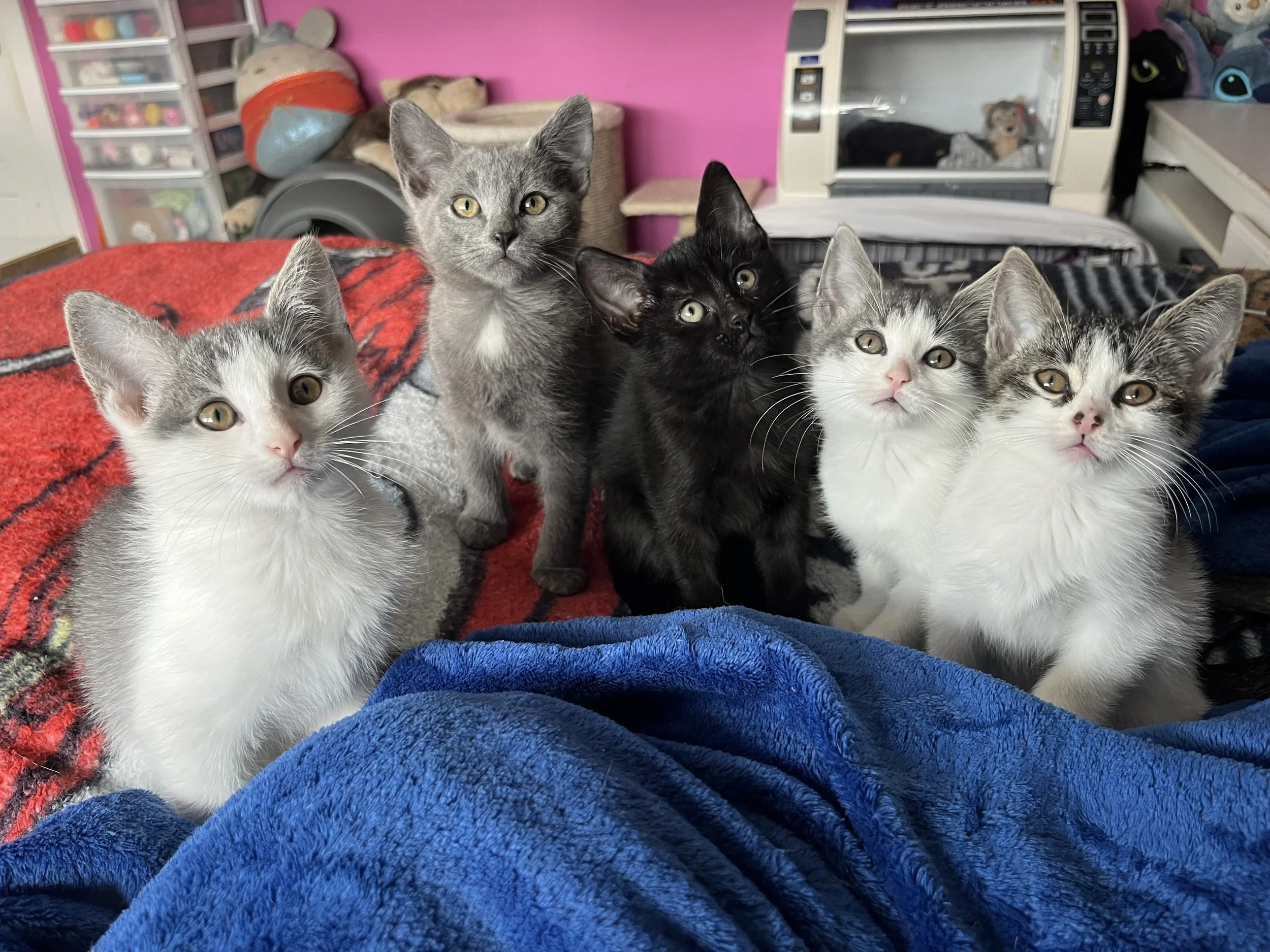 Akittens.jpeg