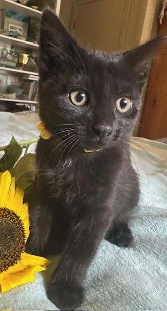 Nyx3.jpg