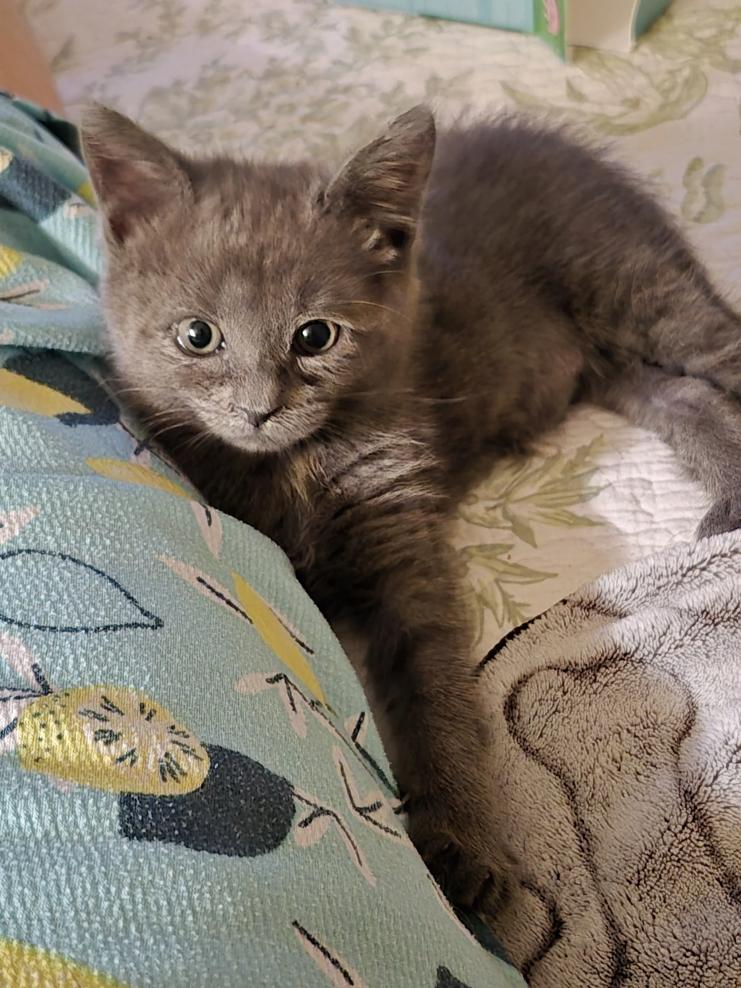 Gracie Mae3.jpg