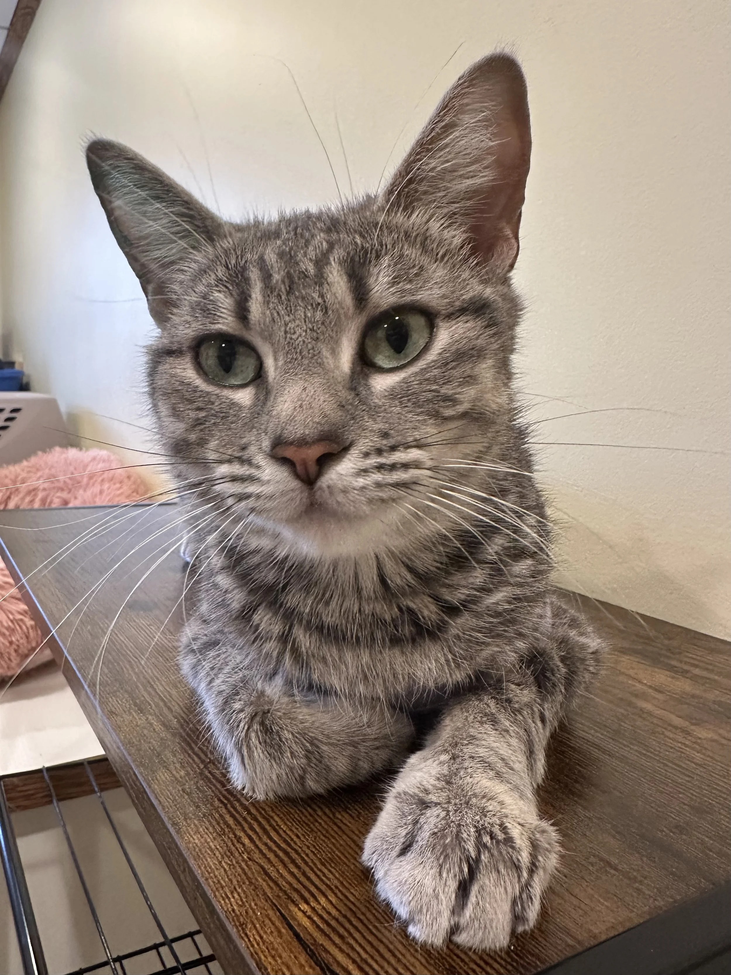 Momma McMuffin (pending adoption)