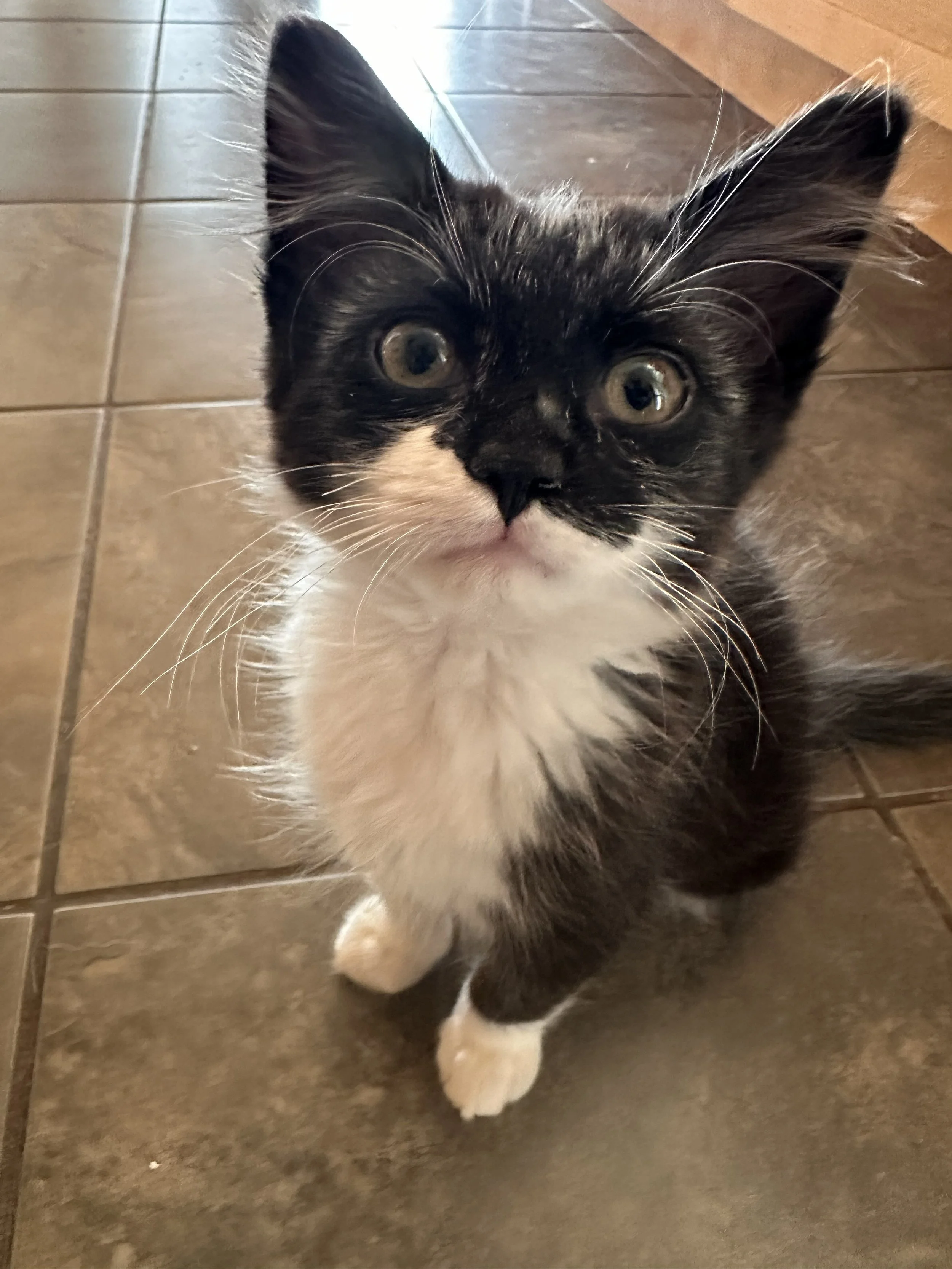 Walter