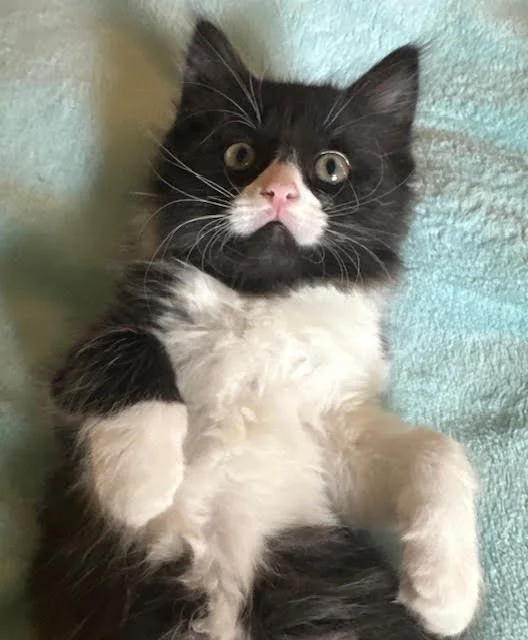 Nugget2.jpg