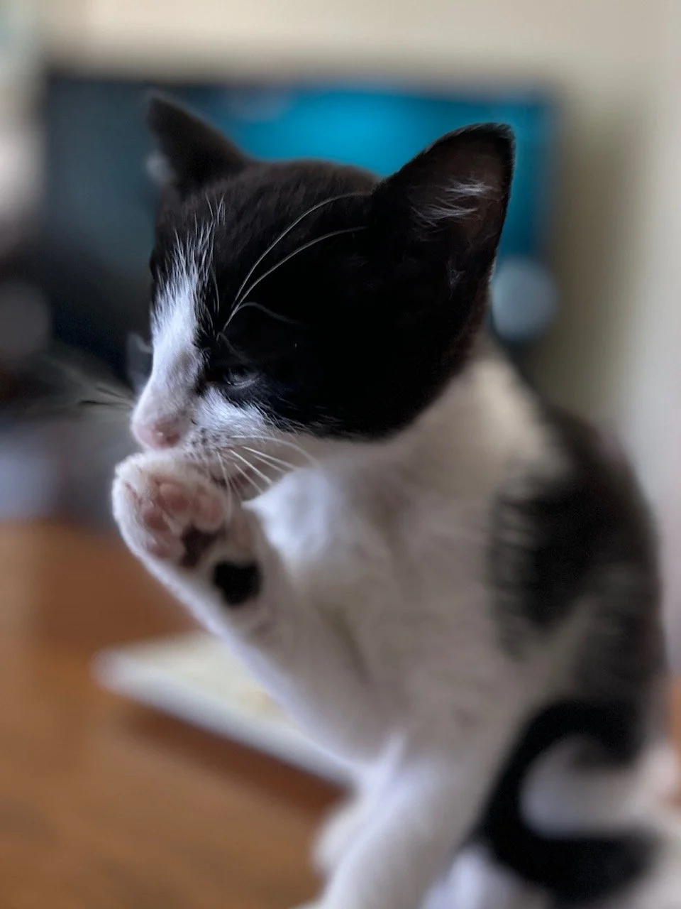 Tootsie 2.jpg