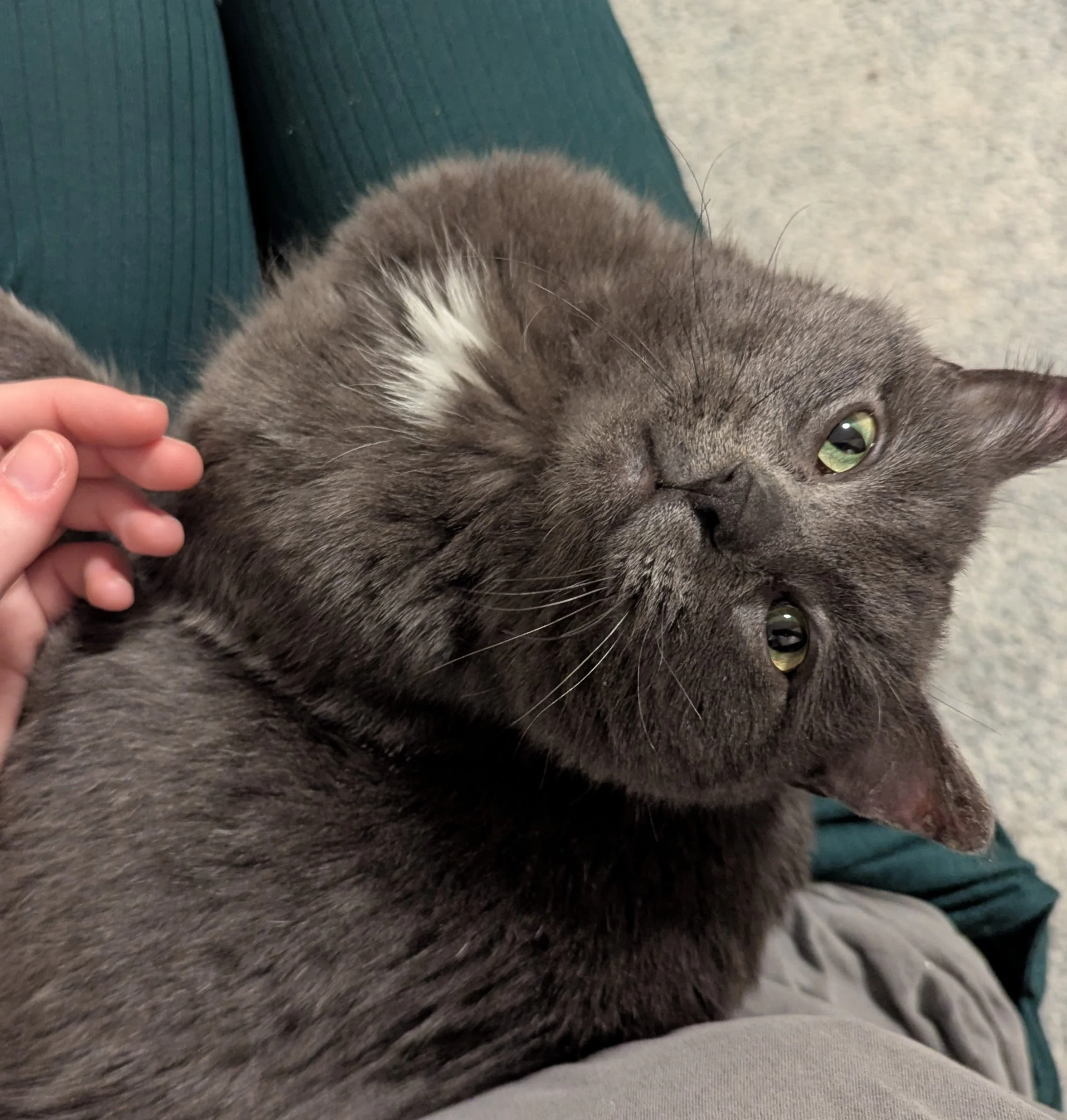 Forklift Certified 4.jpg