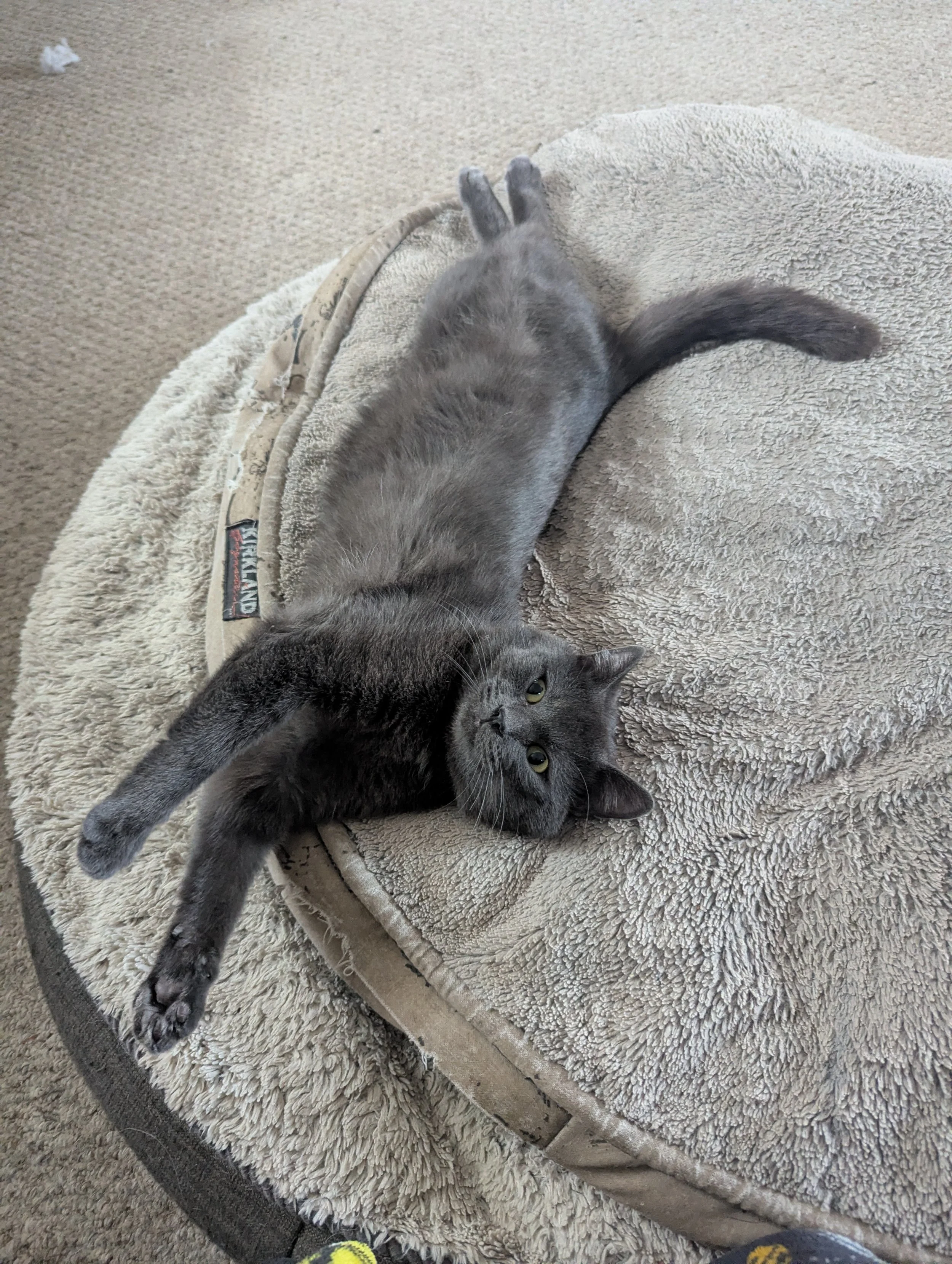 Jasper 1.jpg