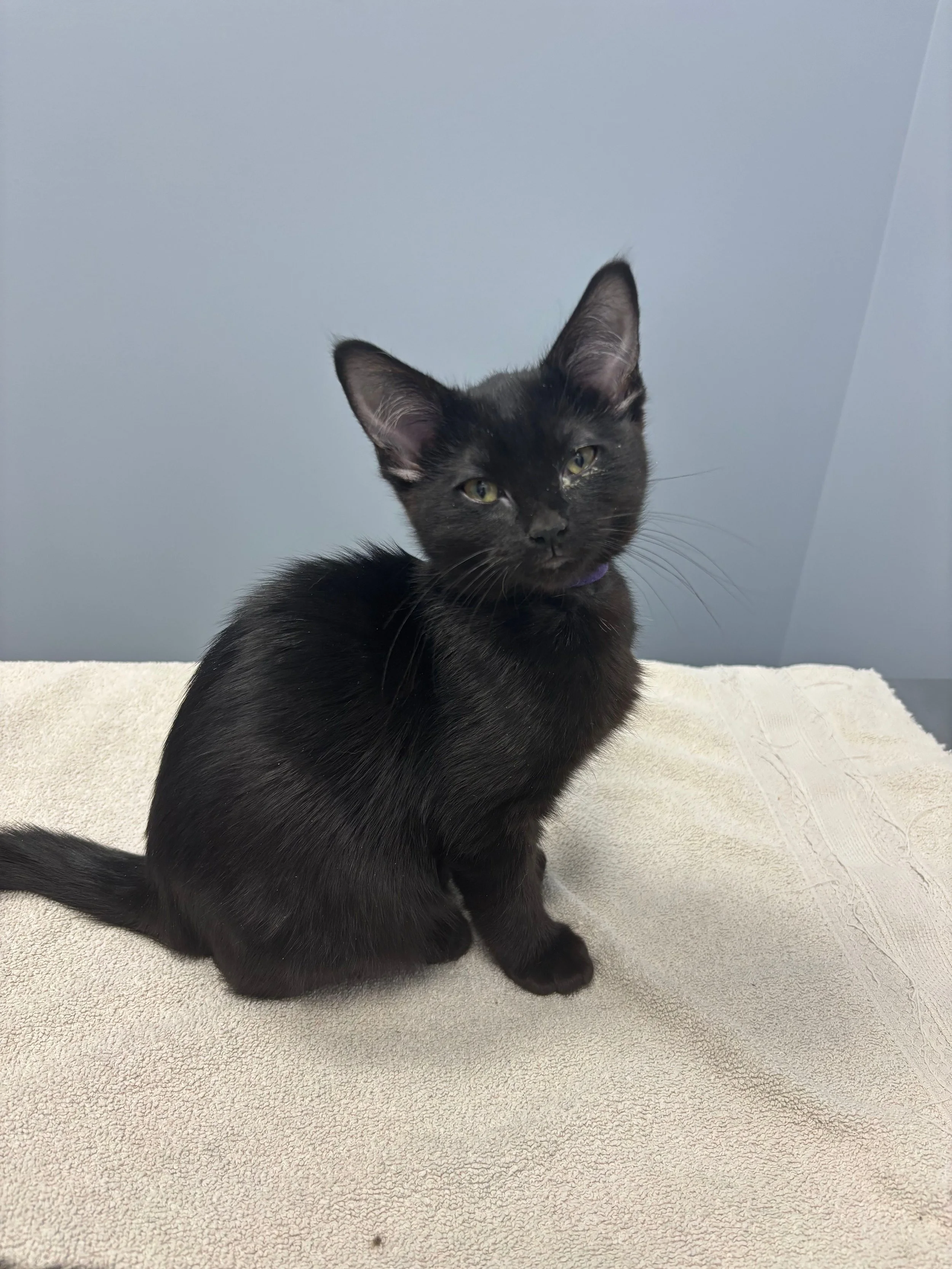 Eggo Waffle (pending adoption)