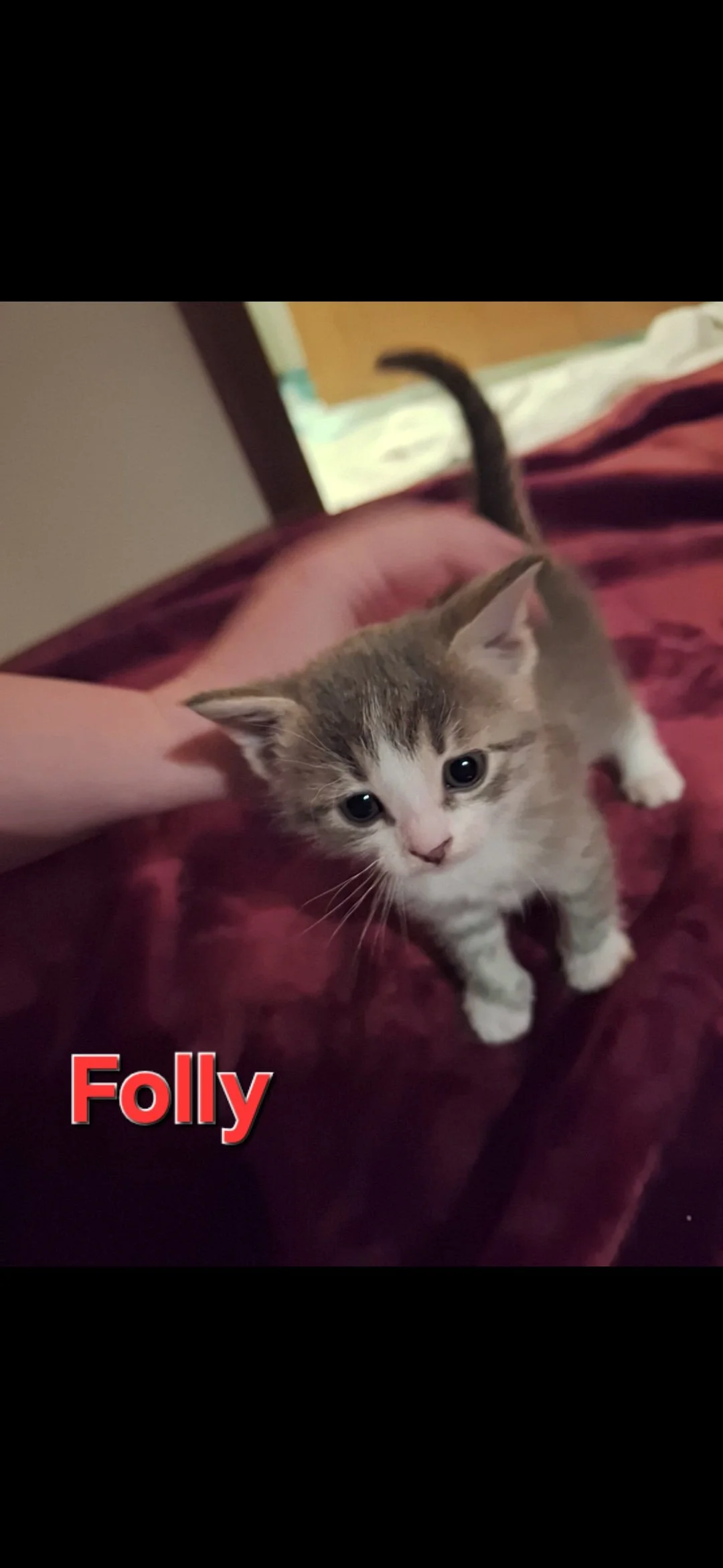 Folly 1.jpg