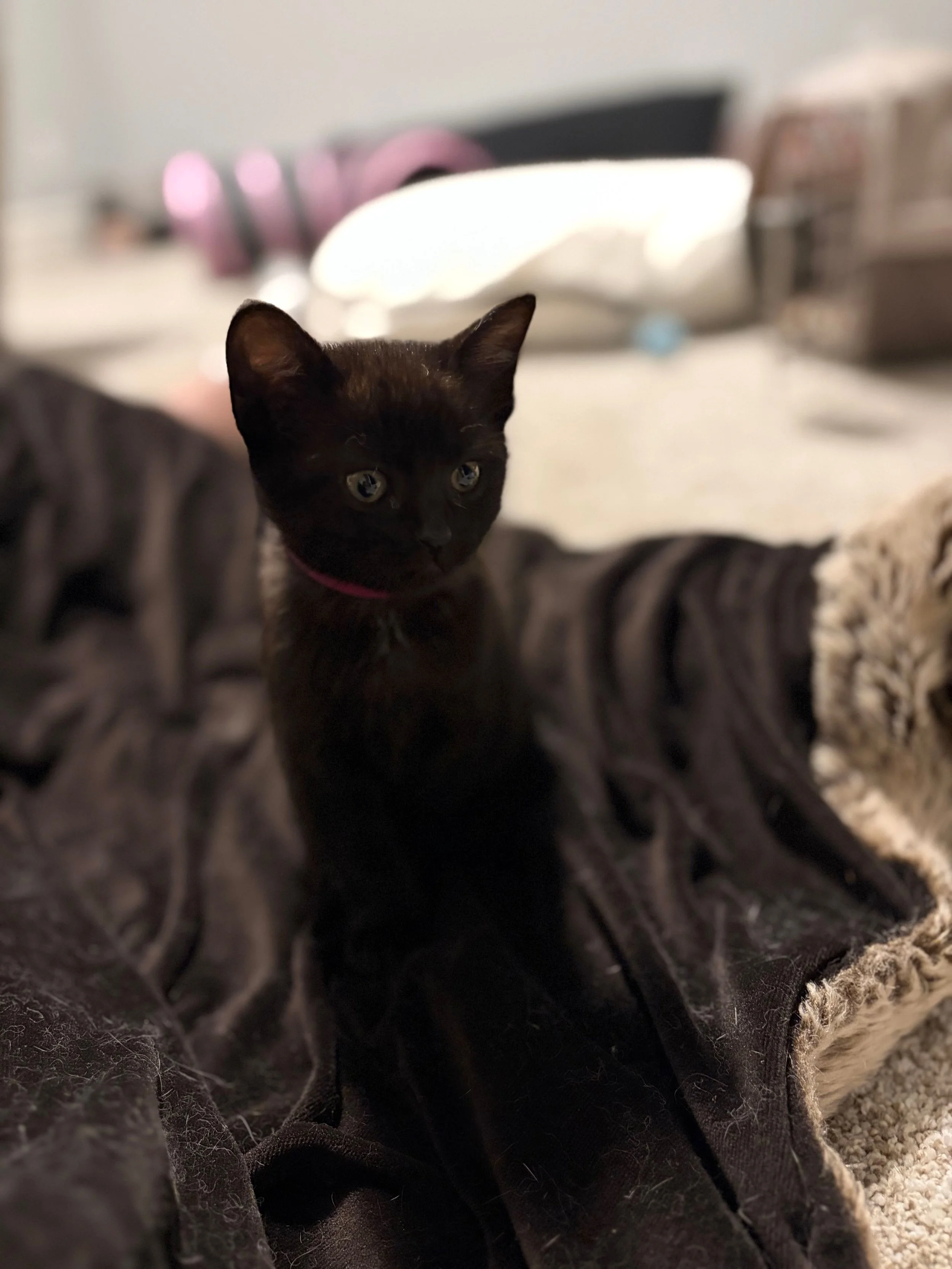 Tillie 2.jpg