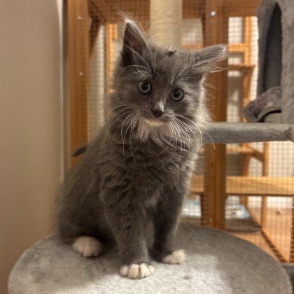 Jean Grey (pending adoption)