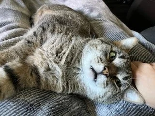 Hunnter_Teefies.jpg