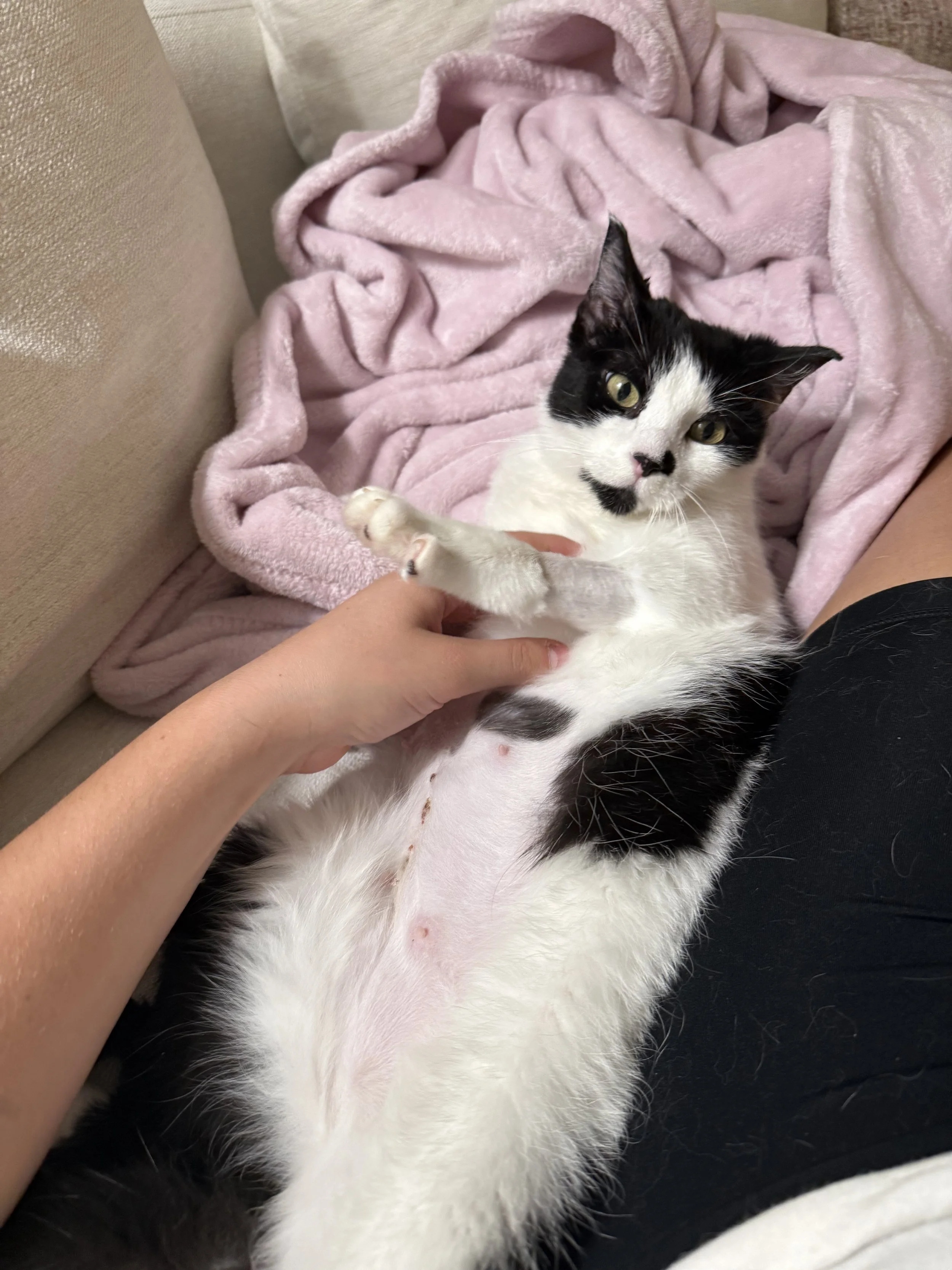Delolly Purrton2.jpeg
