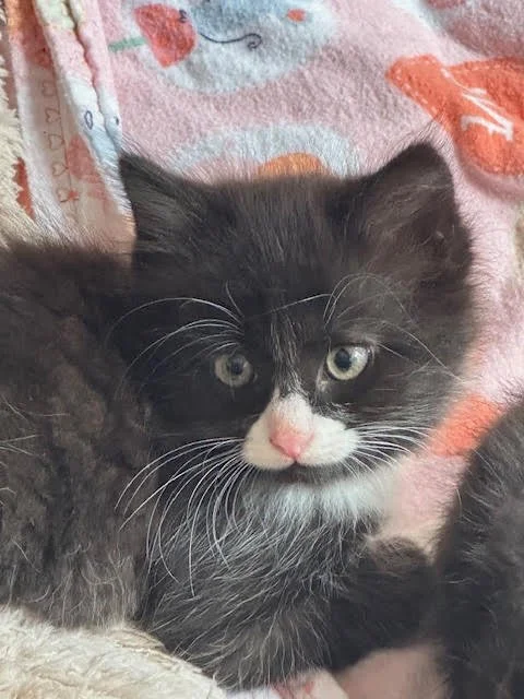 Nugget4.jpg
