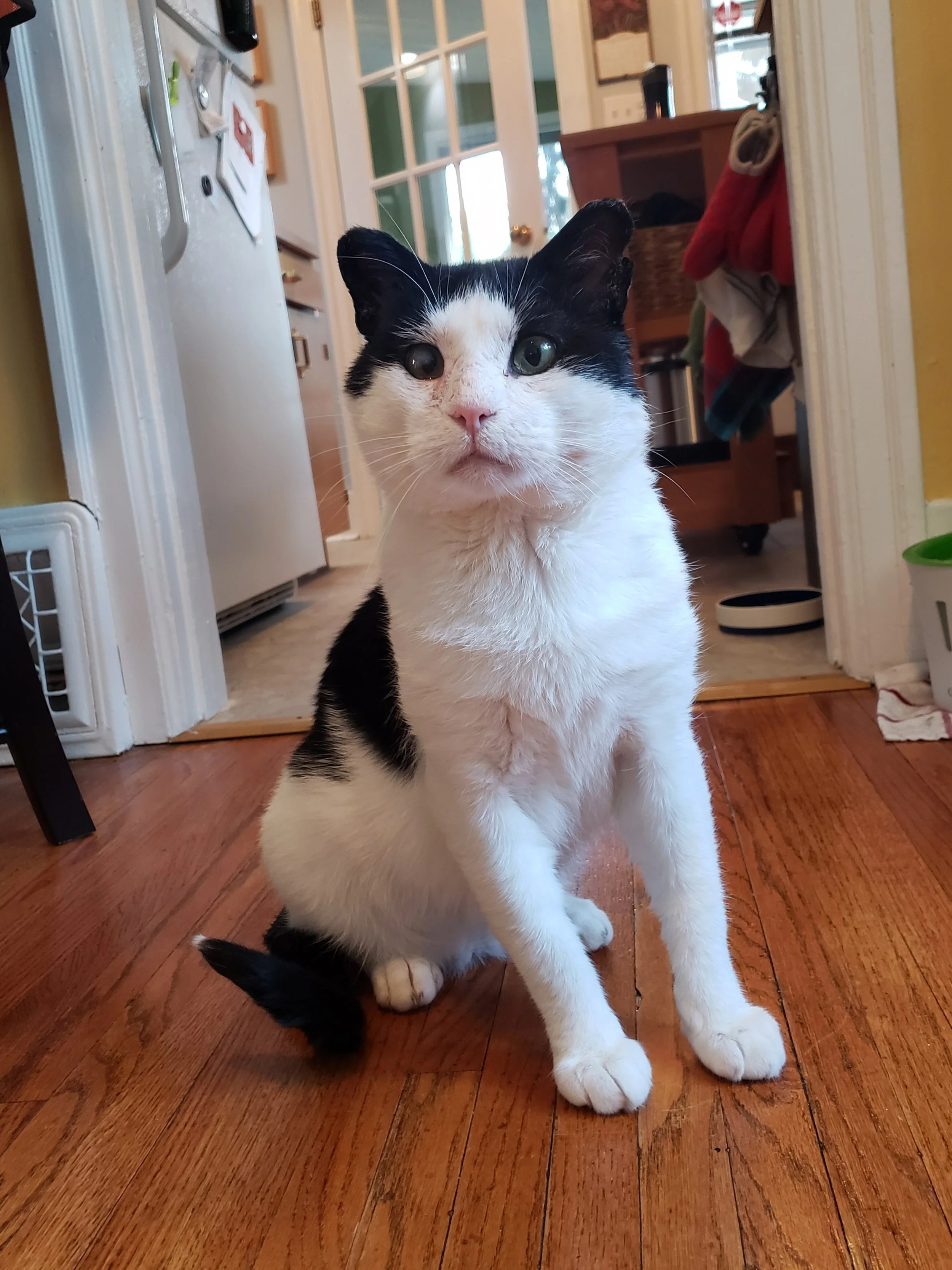 Diggory