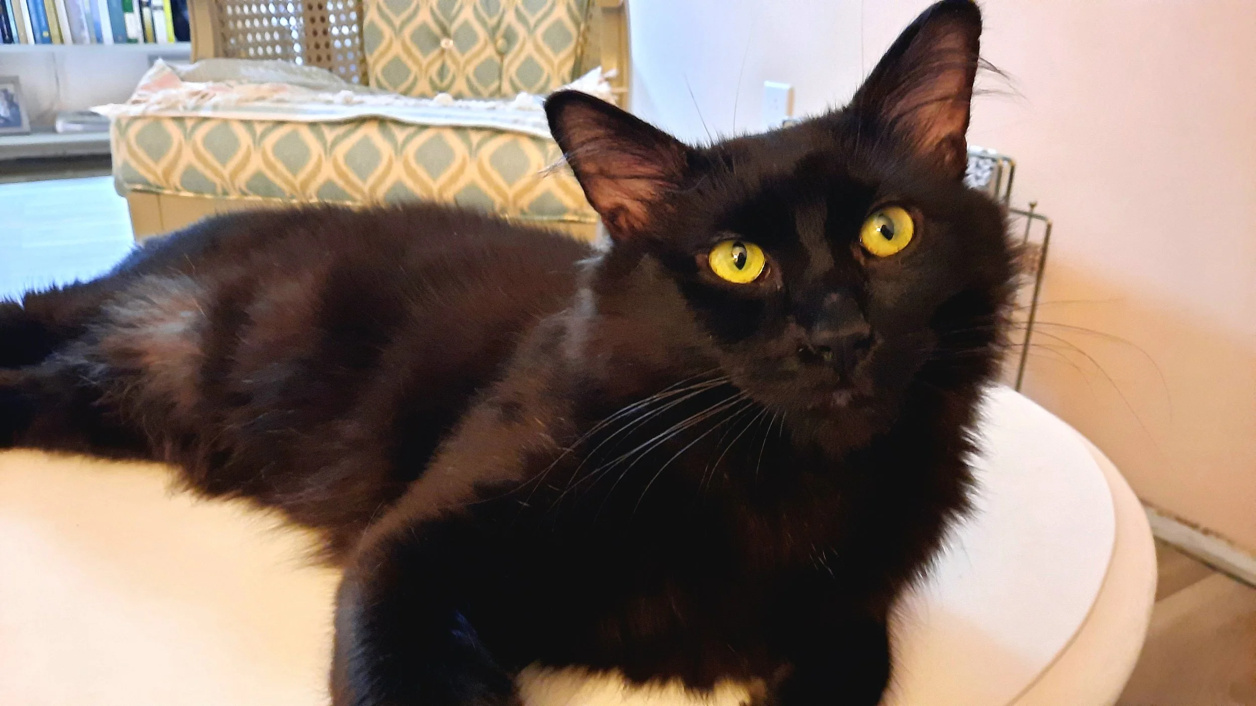 Elvis 1.jpg