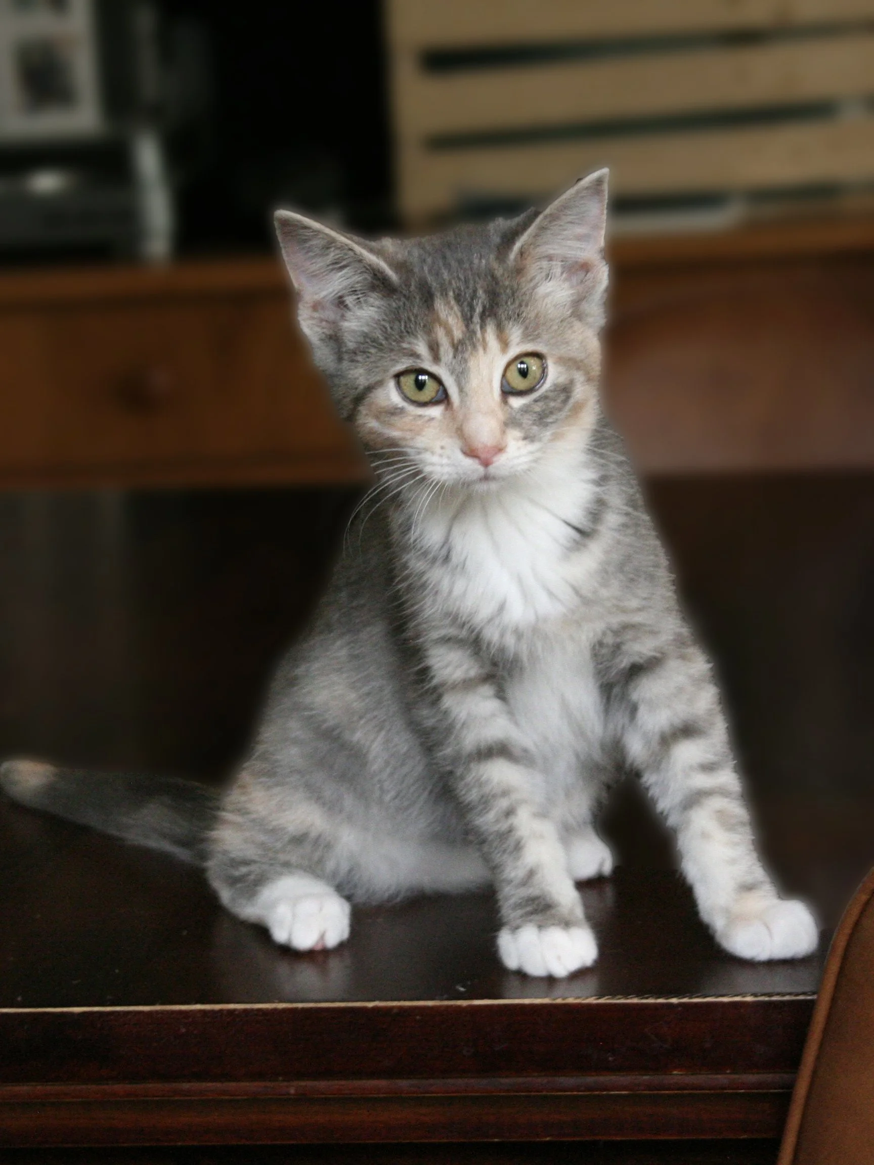Nala 1.jpg