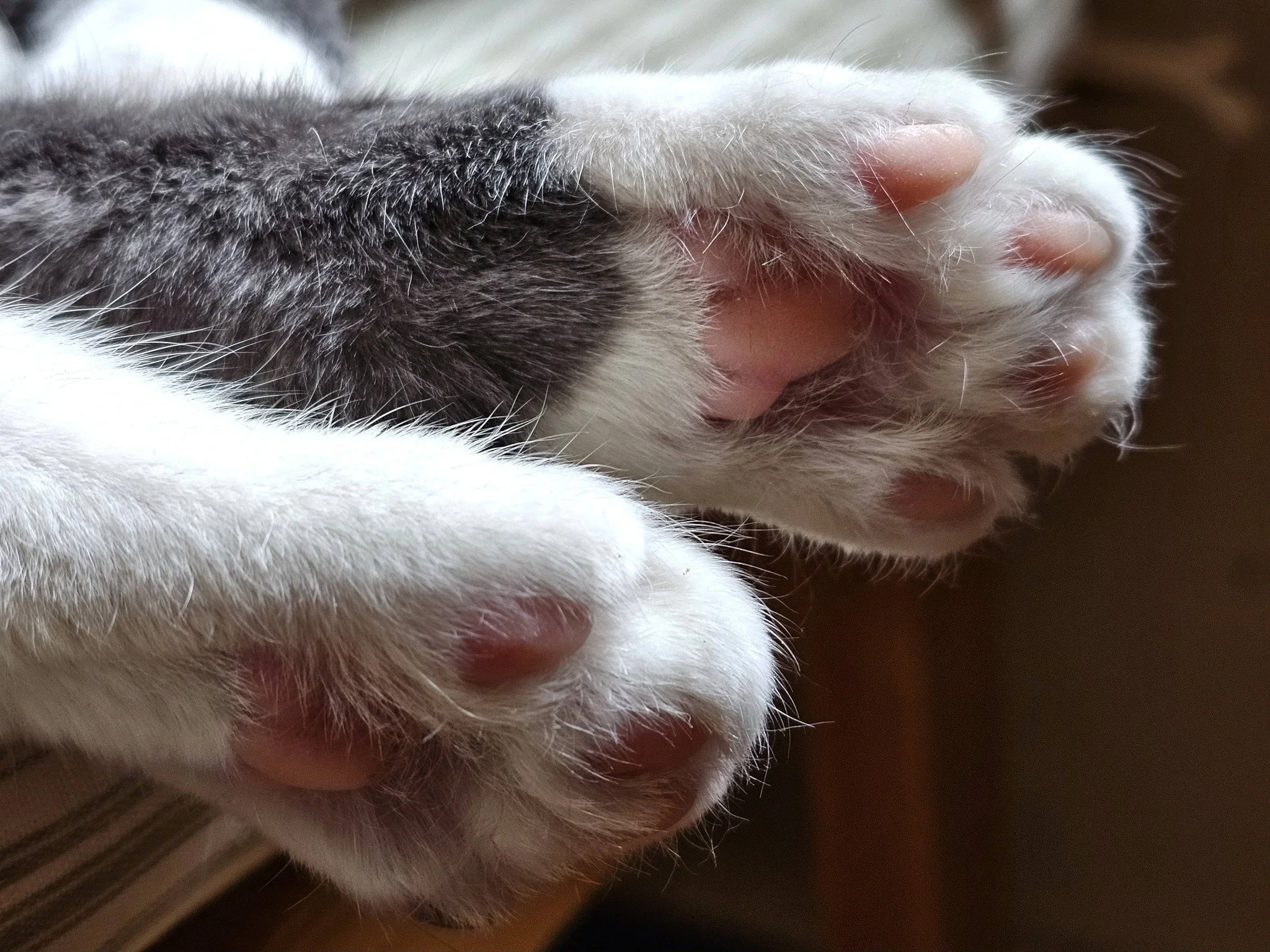 Beans.jpg