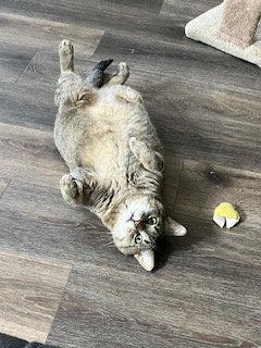 Hunnter_Belly.jpg