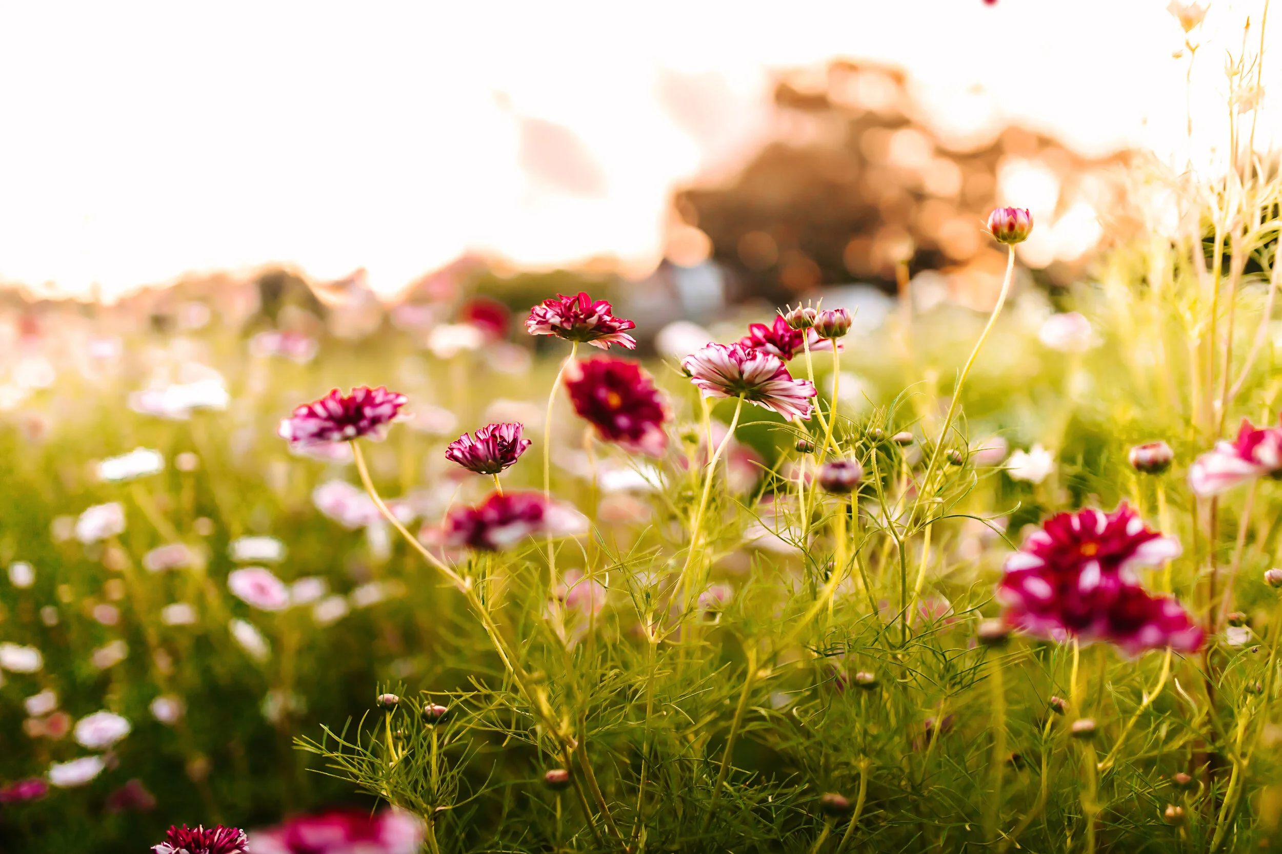 Fields of Grace Flower Farm About Us. Brianne and Marc Womack Founders