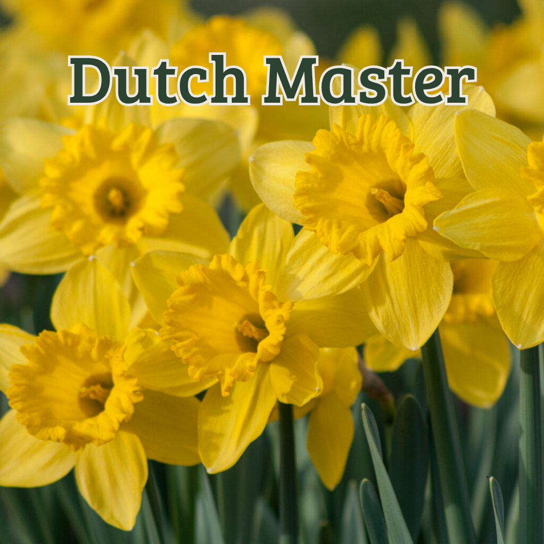 Tulip Bulb + Dahlia Labels for website.png